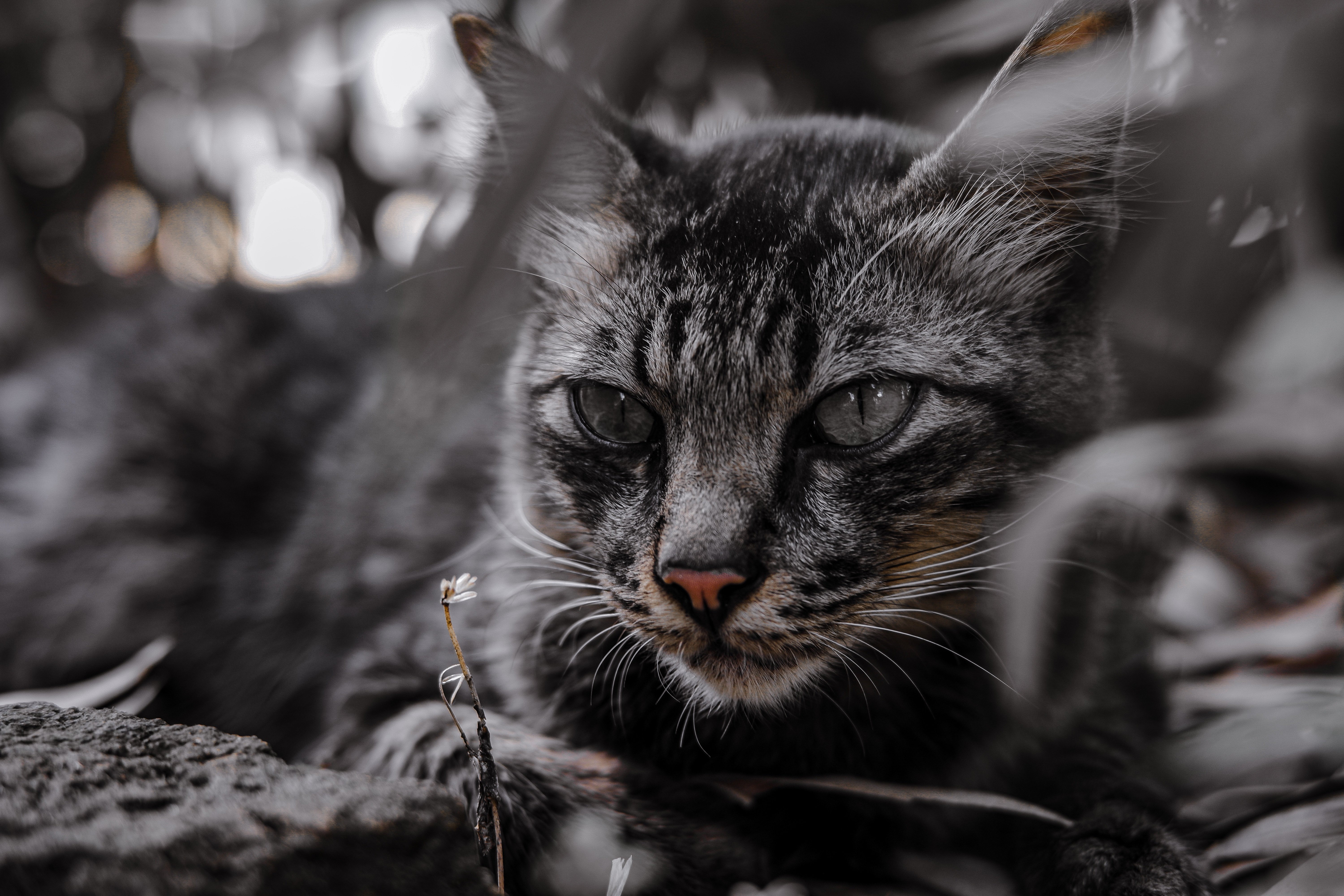 Descarga gratuita de fondo de pantalla para móvil de Gato, Gatos, Animales.