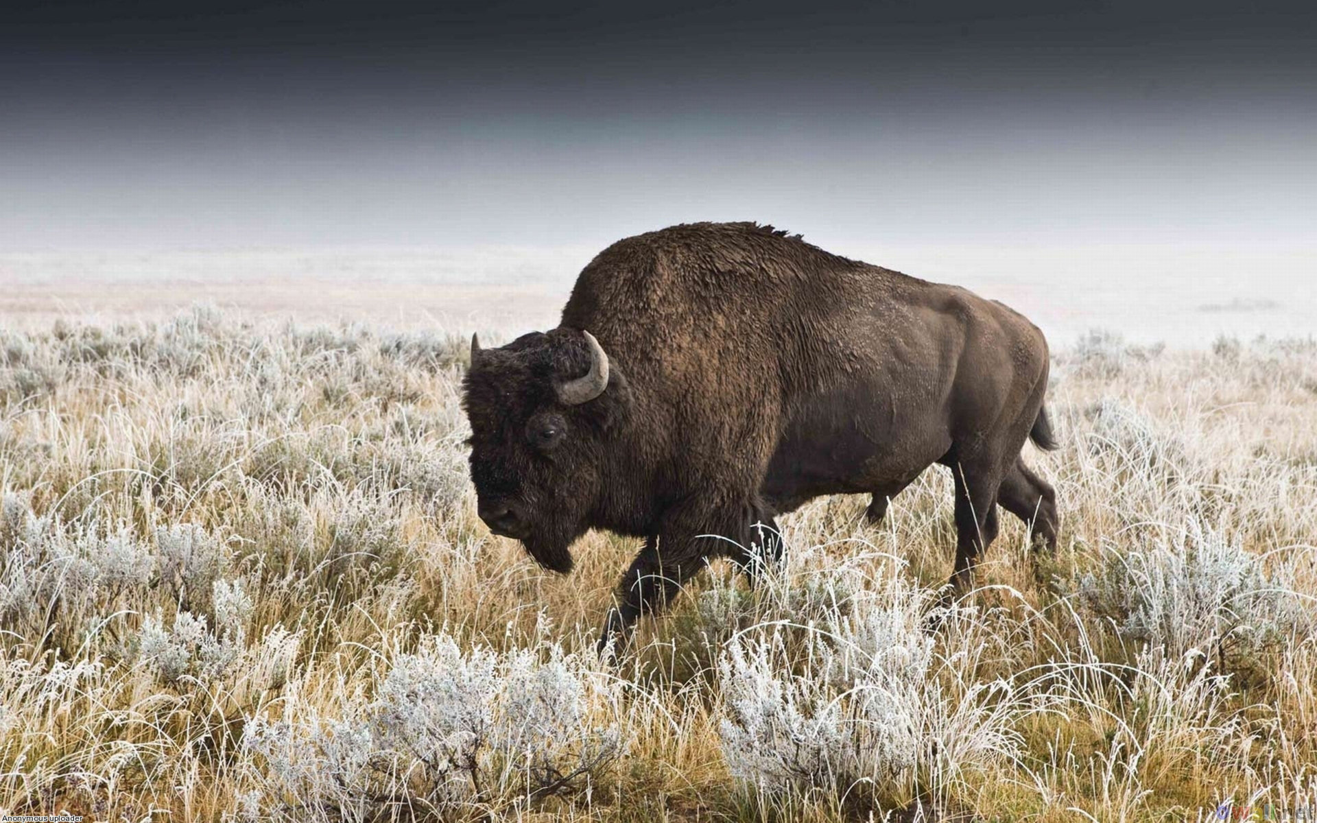 215171 Hintergrundbild herunterladen tiere, amerikanischer bison, büffel - Bildschirmschoner und Bilder kostenlos