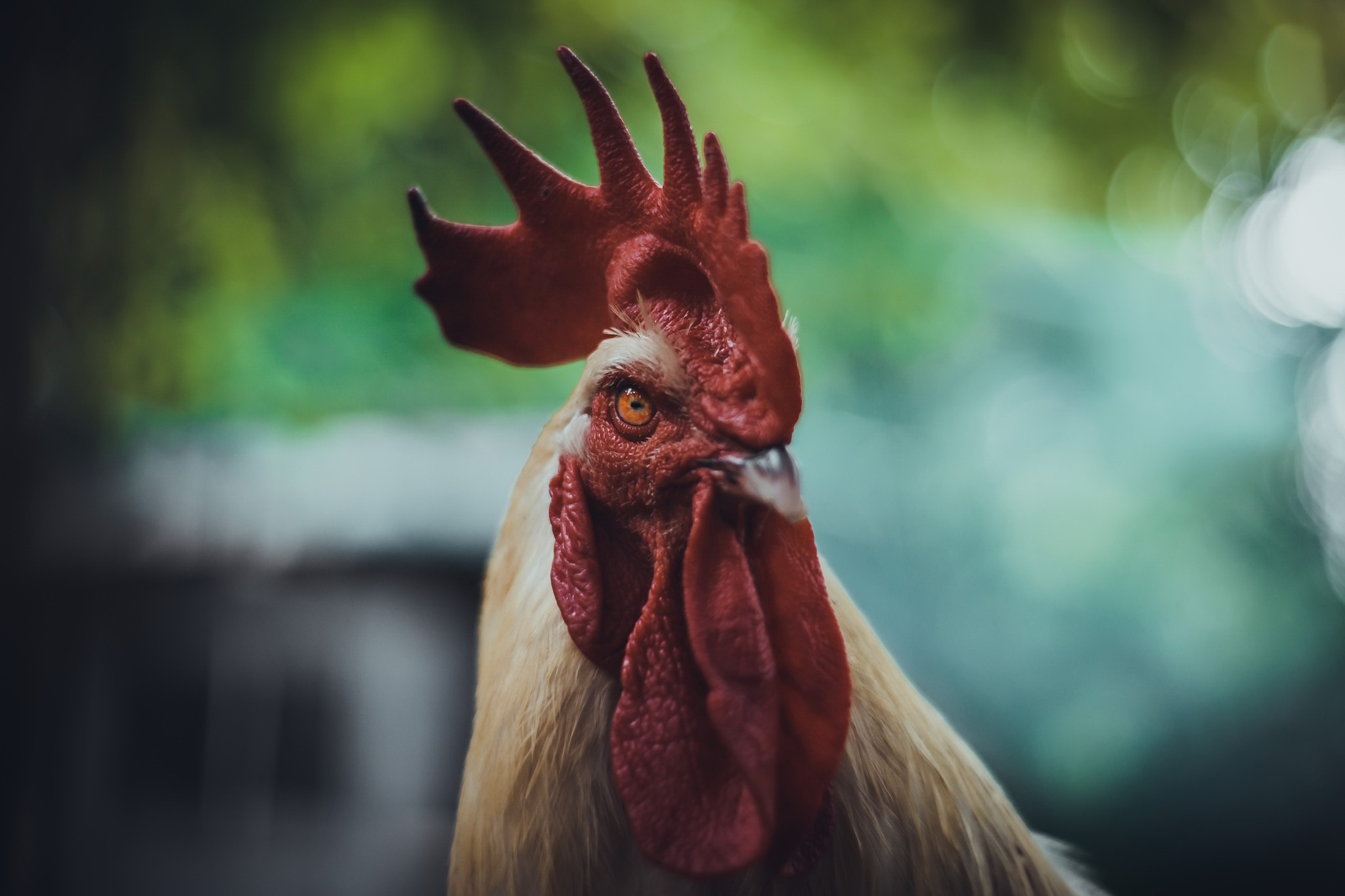 Free download wallpaper Birds, Animal, Bokeh, Rooster, Stare on your PC desktop