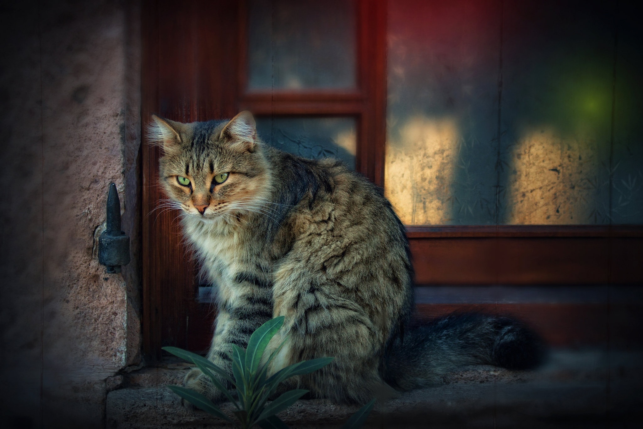 Baixar papel de parede para celular de Animais, Gatos, Gato gratuito.