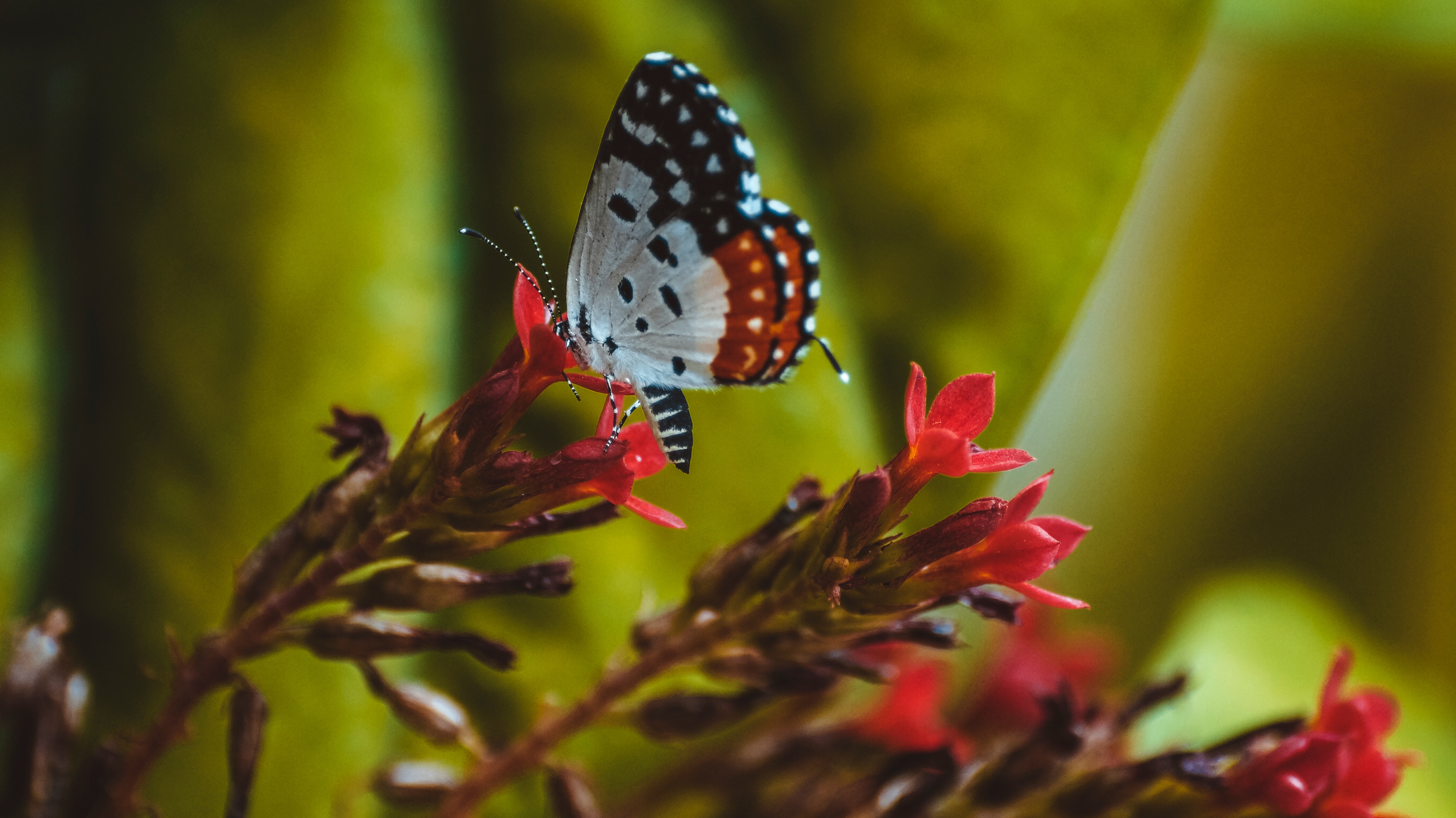 Laden Sie das Blume, Patterns, Makro, Flügel, Nahaufnahme, Schmetterling-Bild kostenlos auf Ihren PC-Desktop herunter