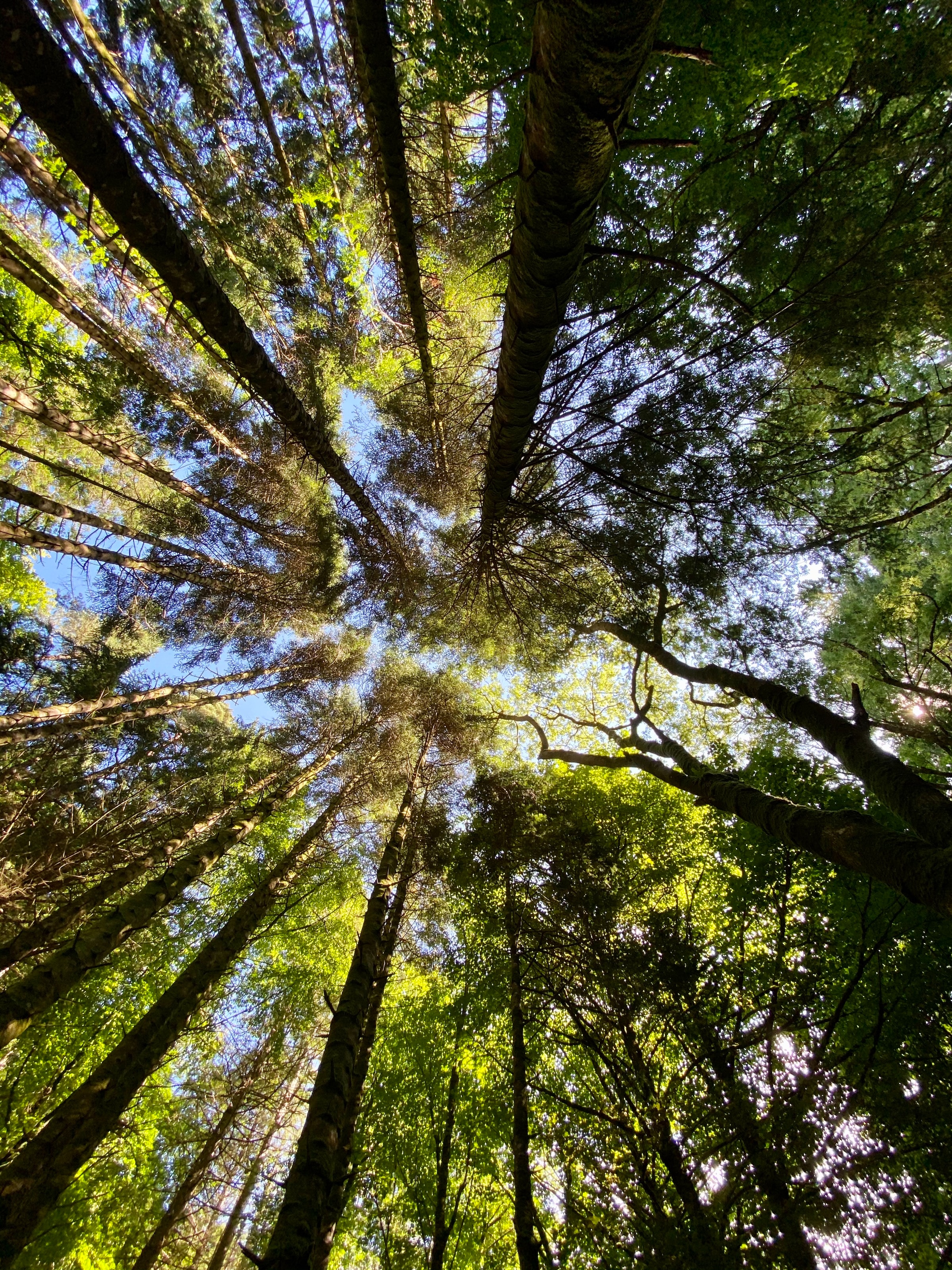 Laden Sie das Bäume, Sky, Kiefer, Pine, Untersicht, Untere Ansicht, Natur, Wald-Bild kostenlos auf Ihren PC-Desktop herunter
