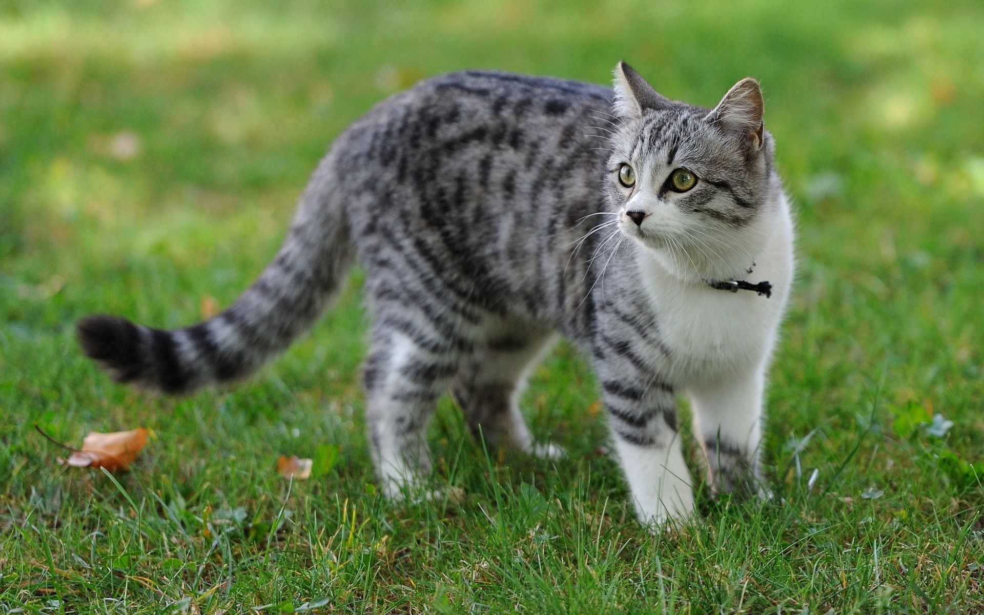 Laden Sie das Grass, Fleckig, Bummel, Spaziergang, Tiere, Der Kater, Gefleckt, Katze-Bild kostenlos auf Ihren PC-Desktop herunter