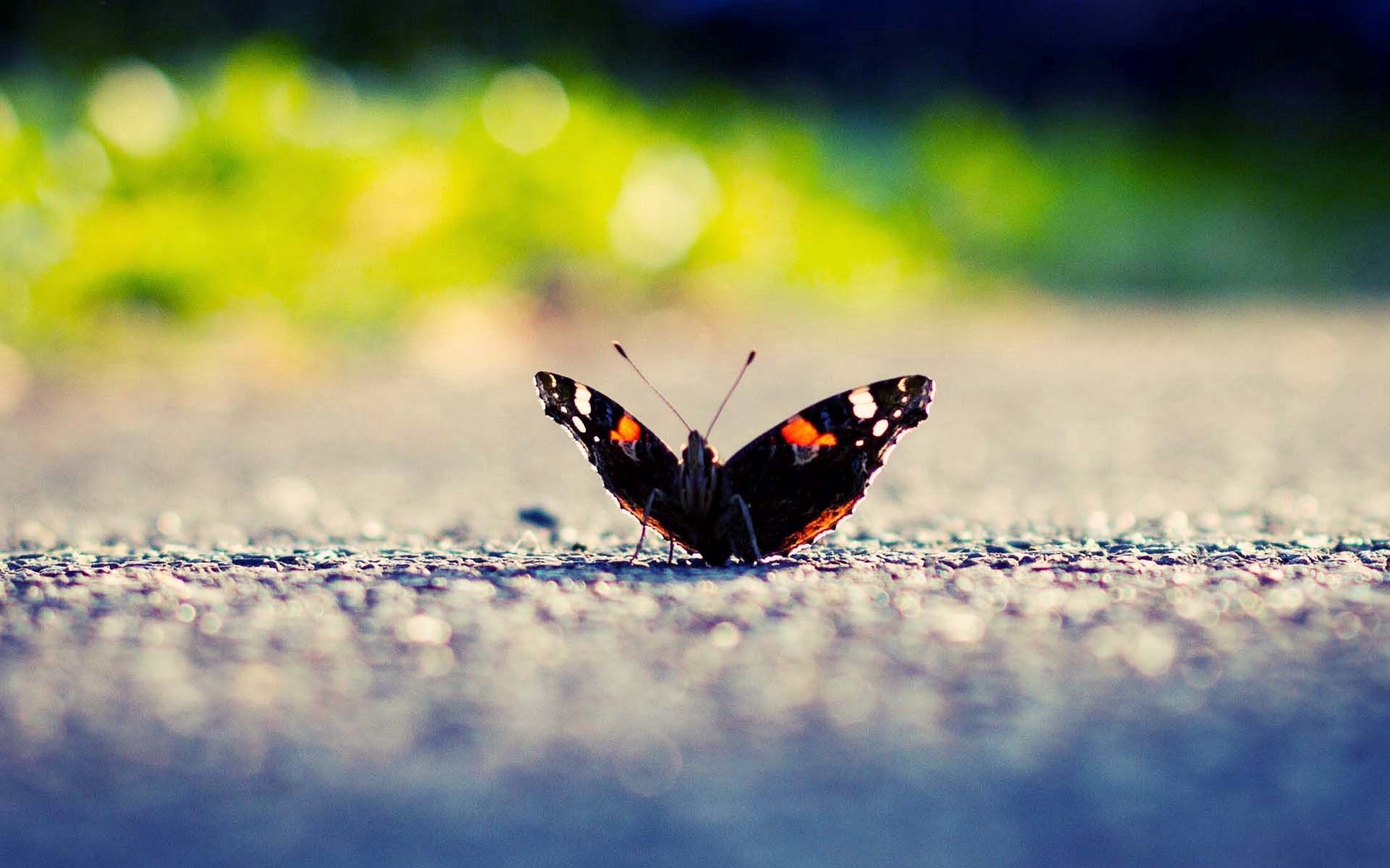 Free download wallpaper Macro, Surface, Insect, Shine, Light, Wings, Butterfly on your PC desktop