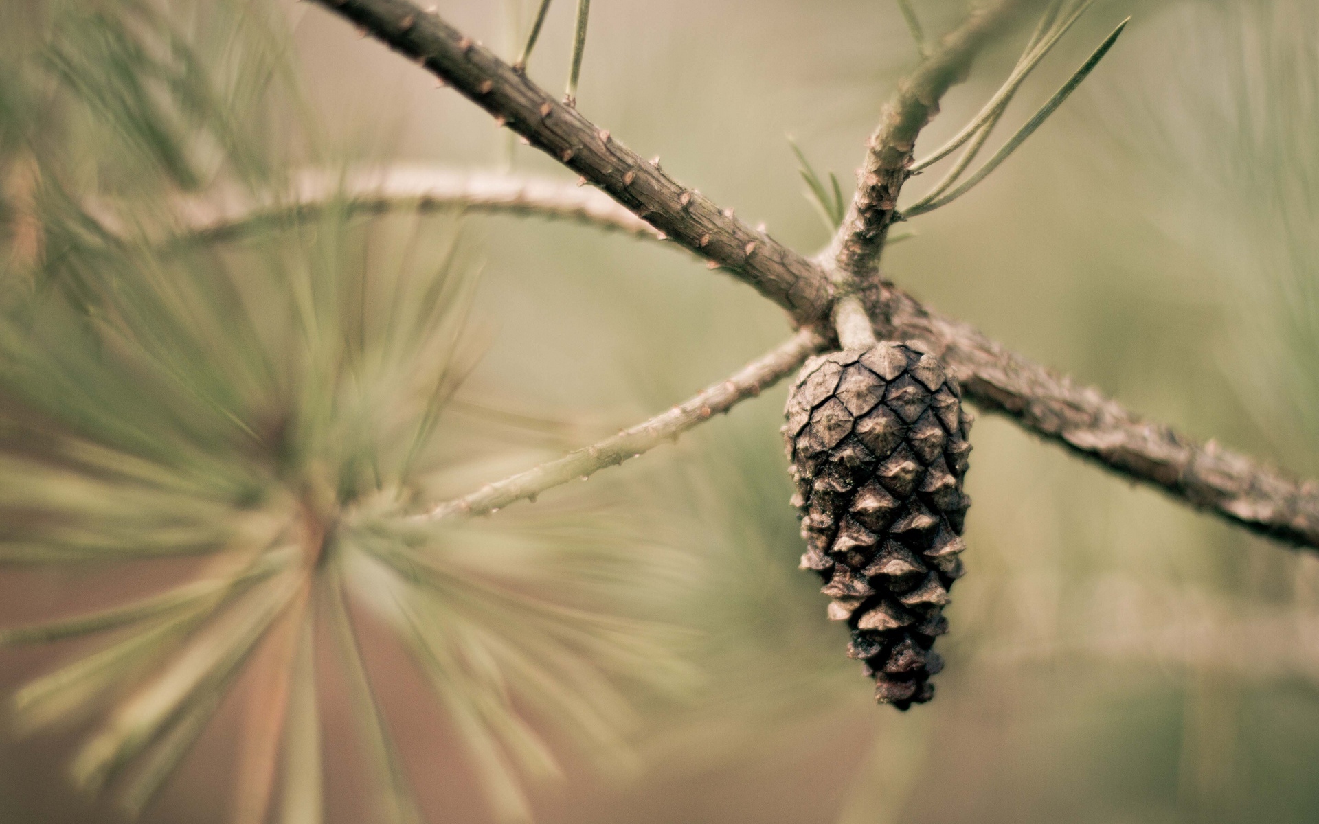 earth, pine cone