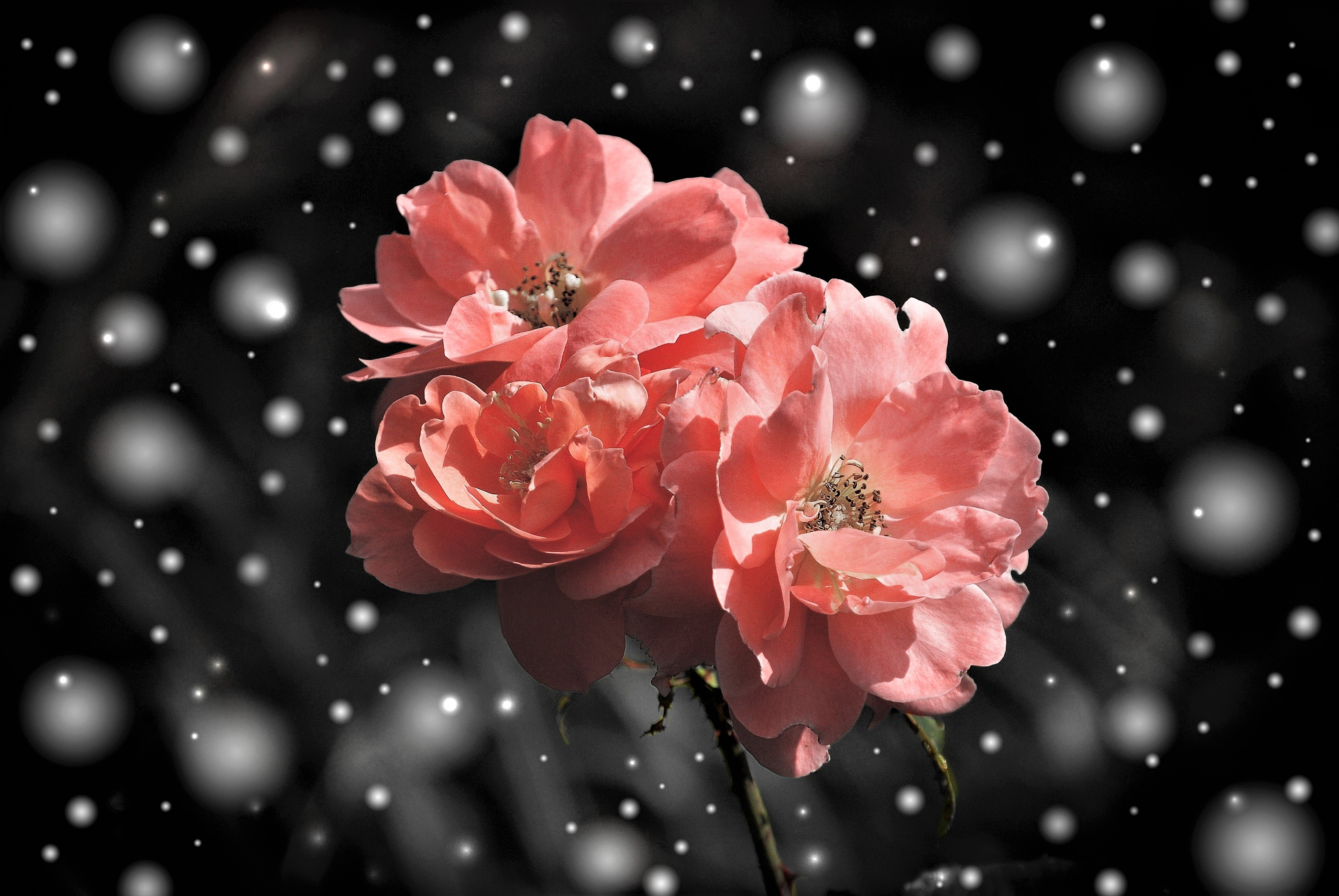 Free download wallpaper Flowers, Snow, Flower, Rose, Earth, Snowflake, Snowfall, Pink Rose on your PC desktop