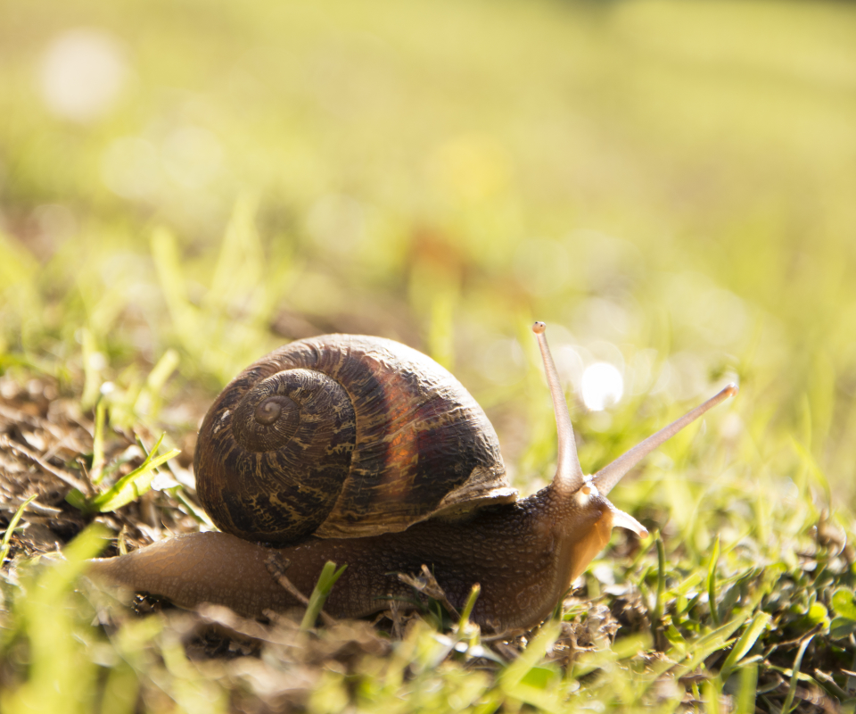 Download mobile wallpaper Blur, Close Up, Animal, Snail for free.