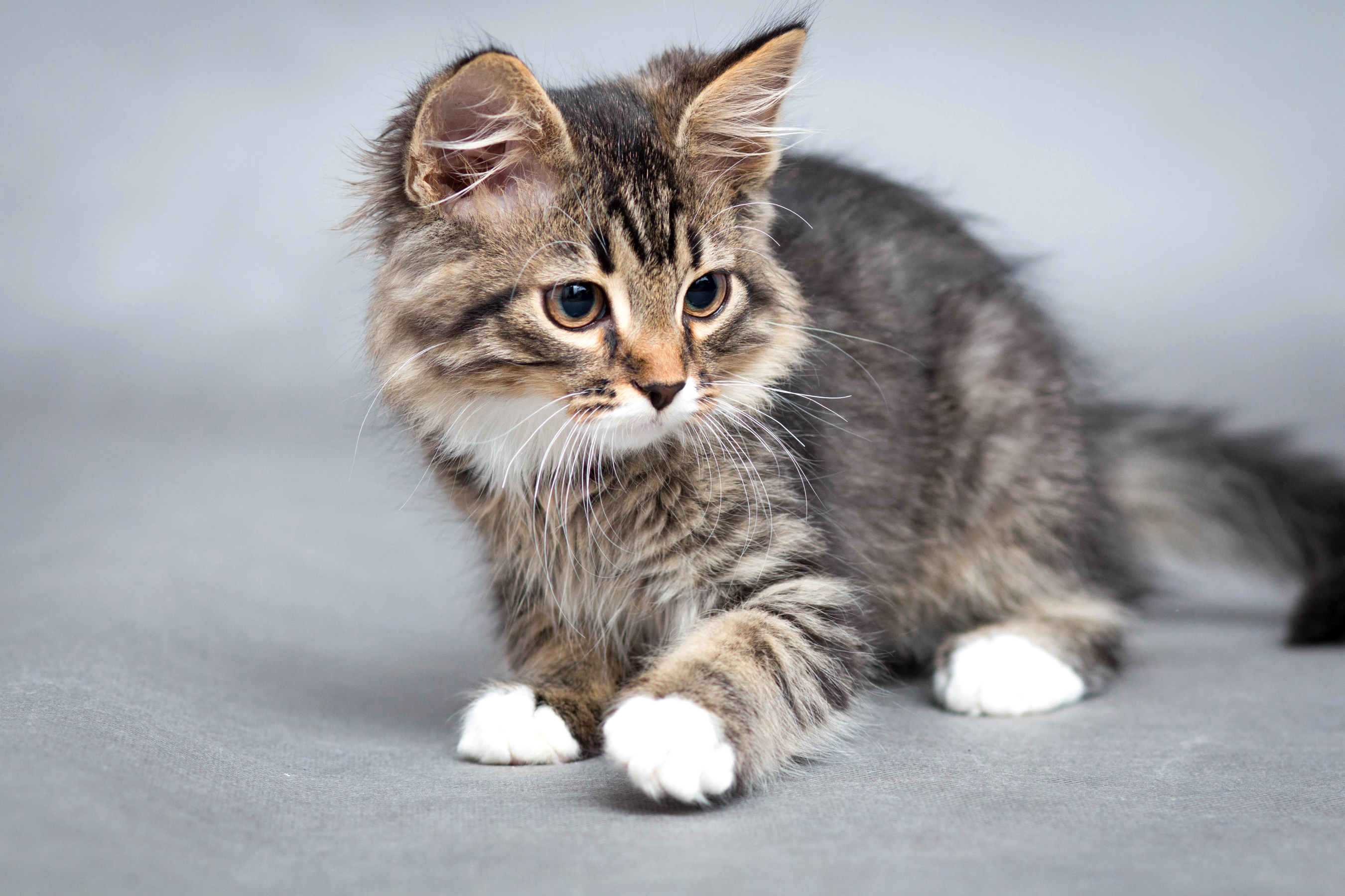 Baixe gratuitamente a imagem Animais, Gatos, Gato na área de trabalho do seu PC