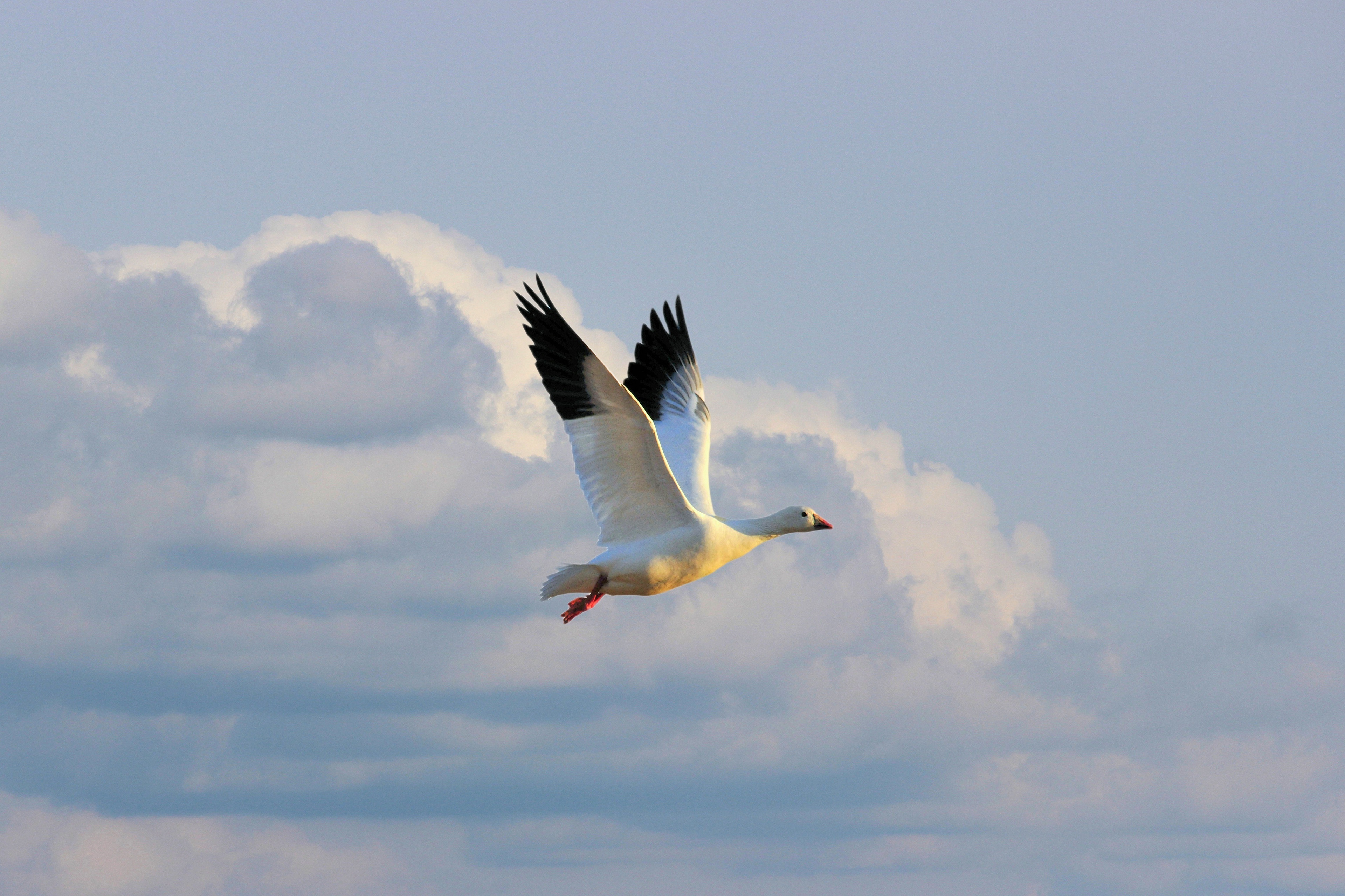 Download mobile wallpaper Birds, Sky, Bird, Flight, Animal, Cloud, Goose for free.
