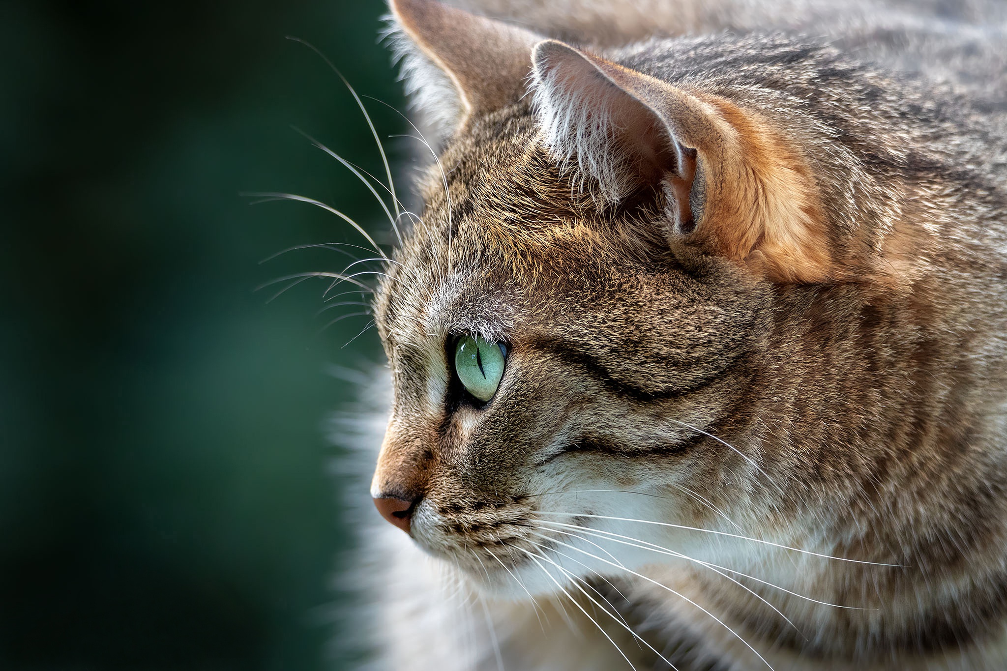 Baixe gratuitamente a imagem Animais, Gatos, Gato na área de trabalho do seu PC