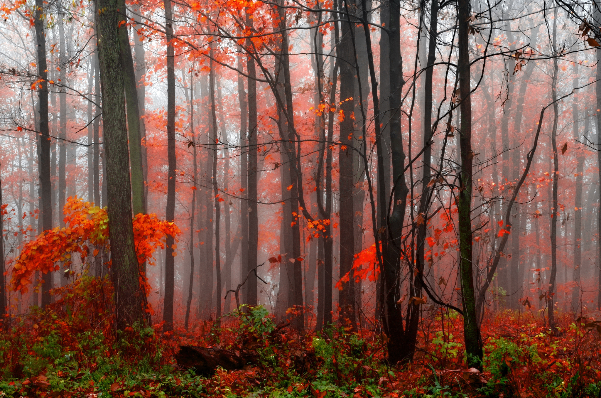 Baixar papel de parede para celular de Outono, Floresta, Árvore, Terra/natureza, Neblina gratuito.