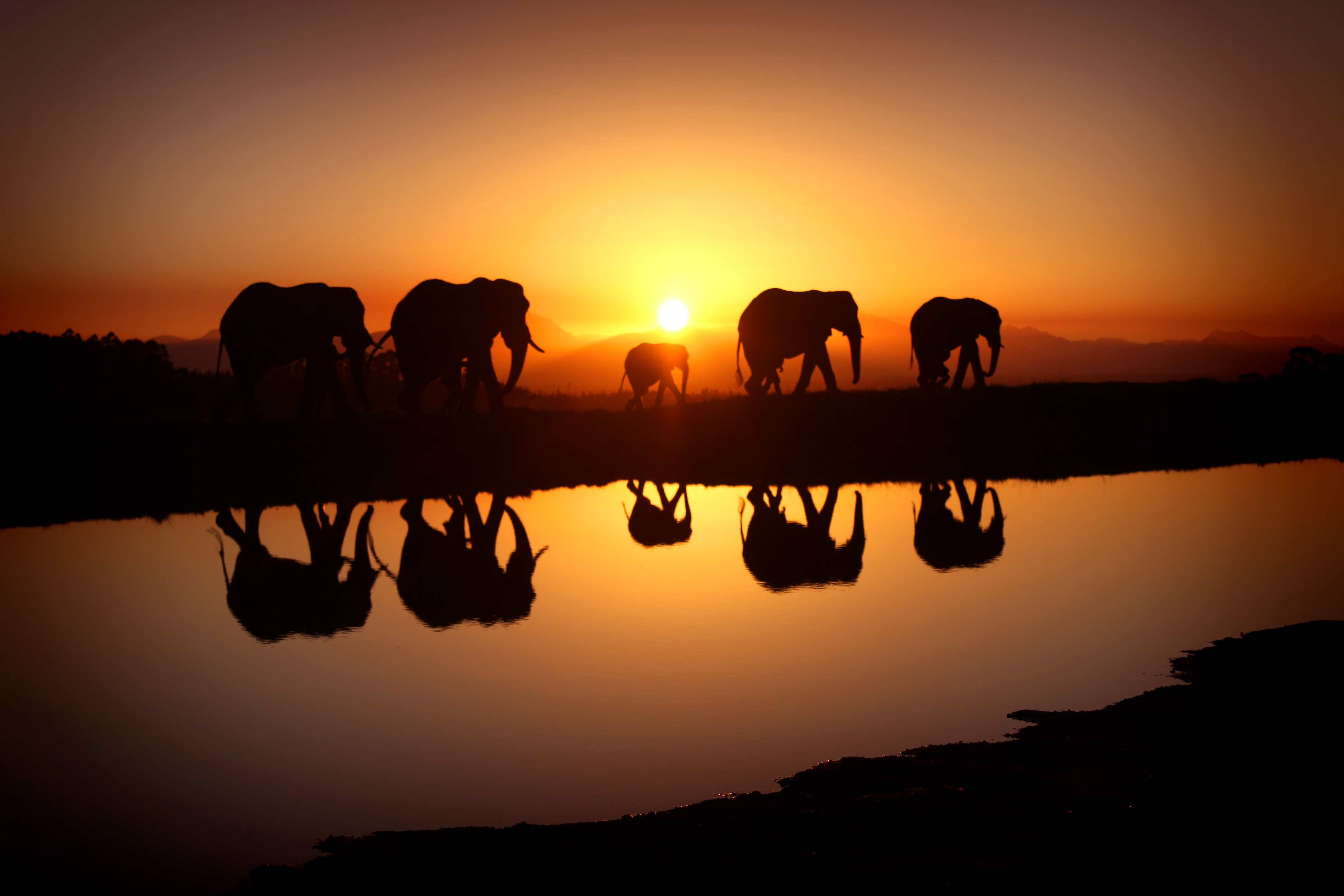 302455 скачать обои слоны, животные, африканский слон - заставки и картинки бесплатно