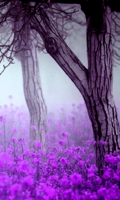 Download mobile wallpaper Nature, Flower, Tree, Fog, Earth, Scenic, Purple Flower for free.