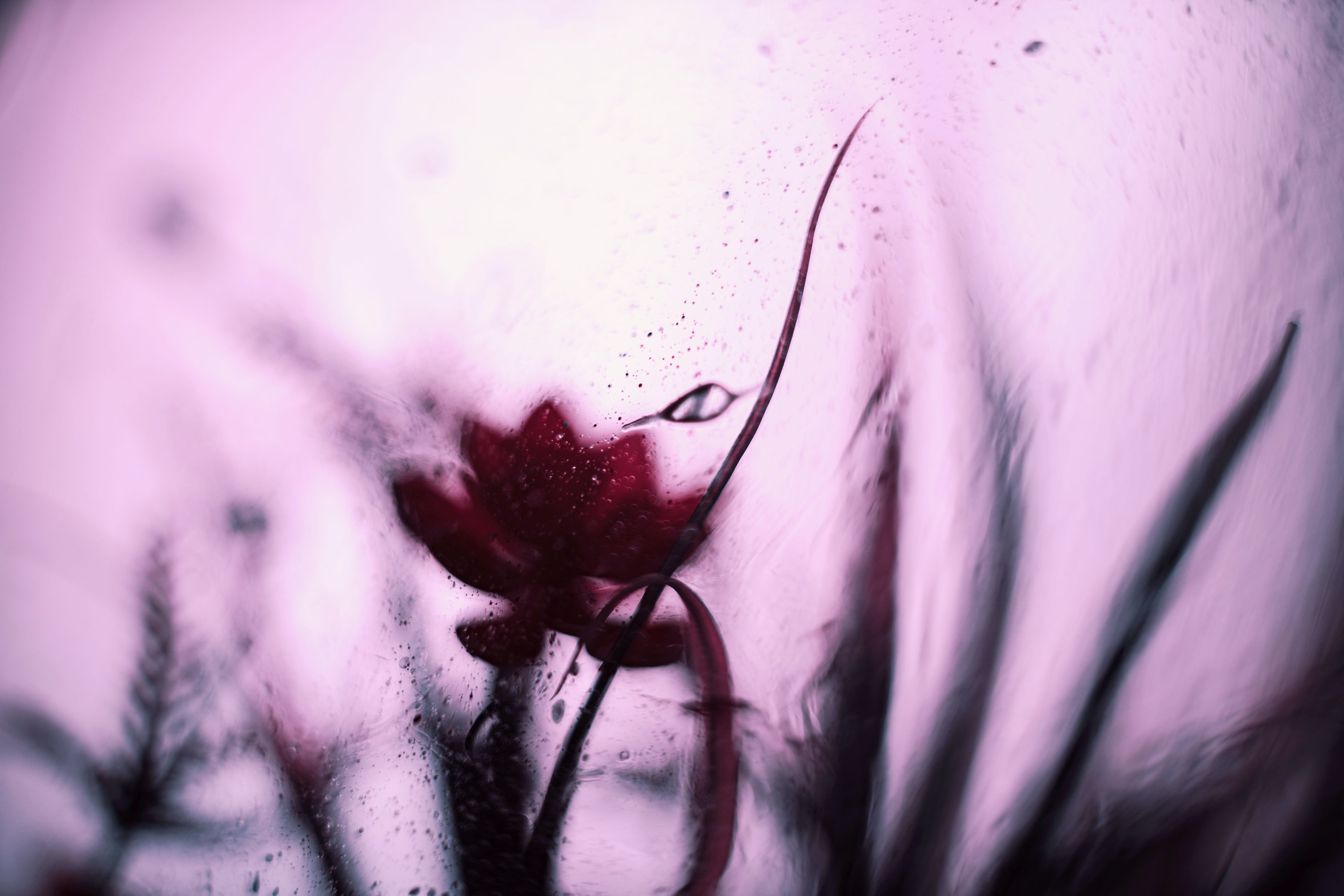 Download mobile wallpaper Smooth, Flower, Glass, Abstract, Blur for free.
