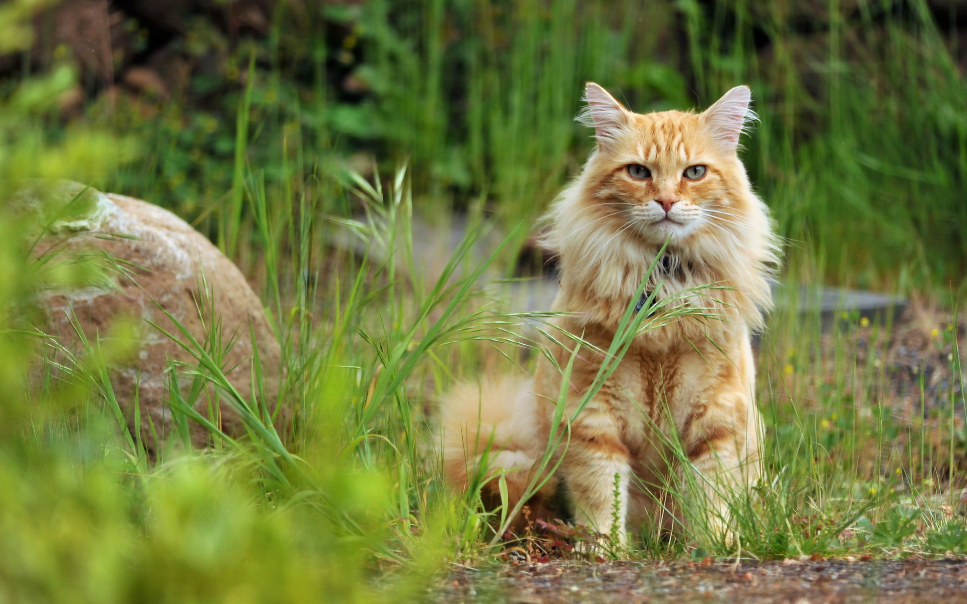 Descarga gratuita de fondo de pantalla para móvil de Animales, Gatos, Gato.