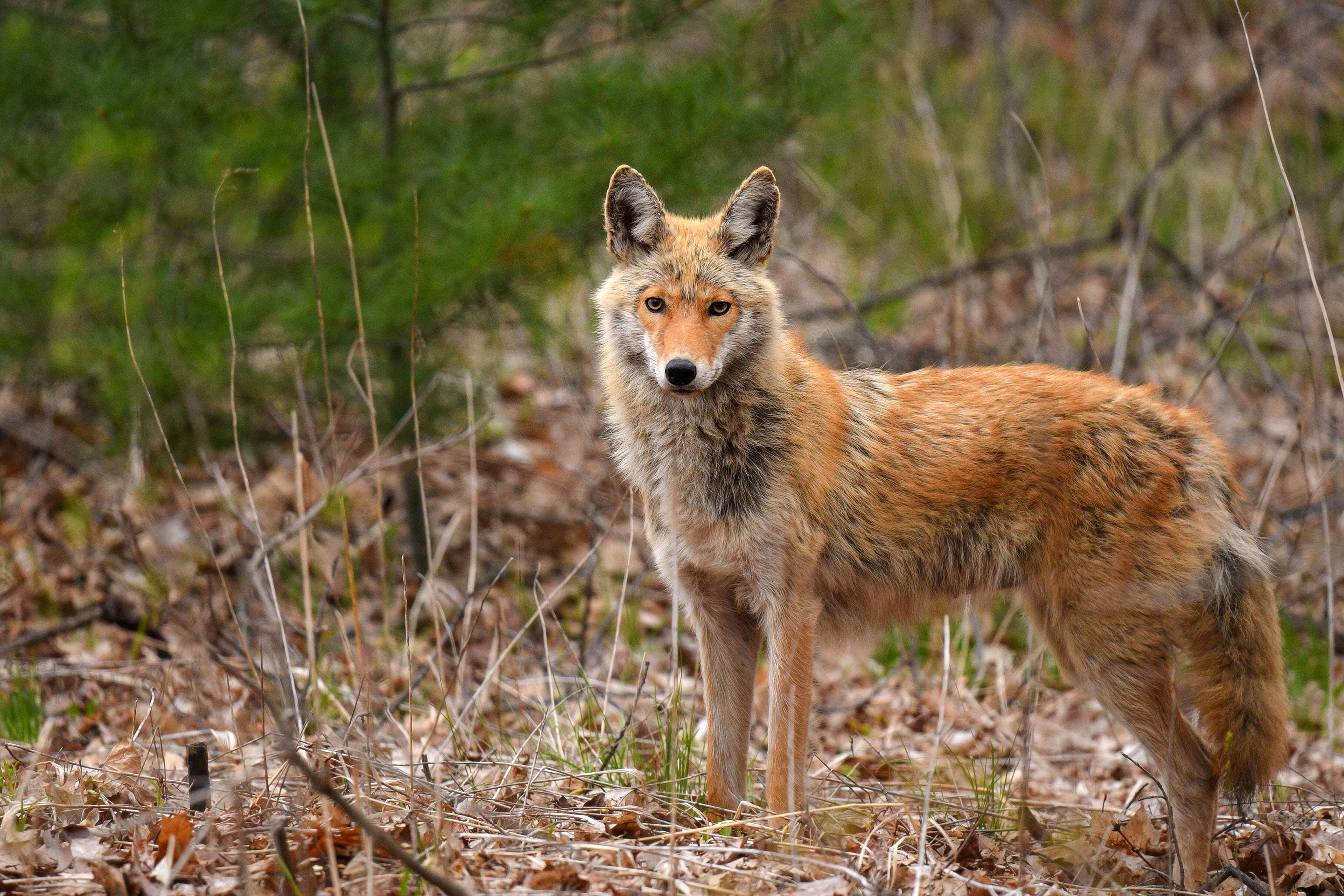 951423 Bild herunterladen tiere, koyote - Hintergrundbilder und Bildschirmschoner kostenlos