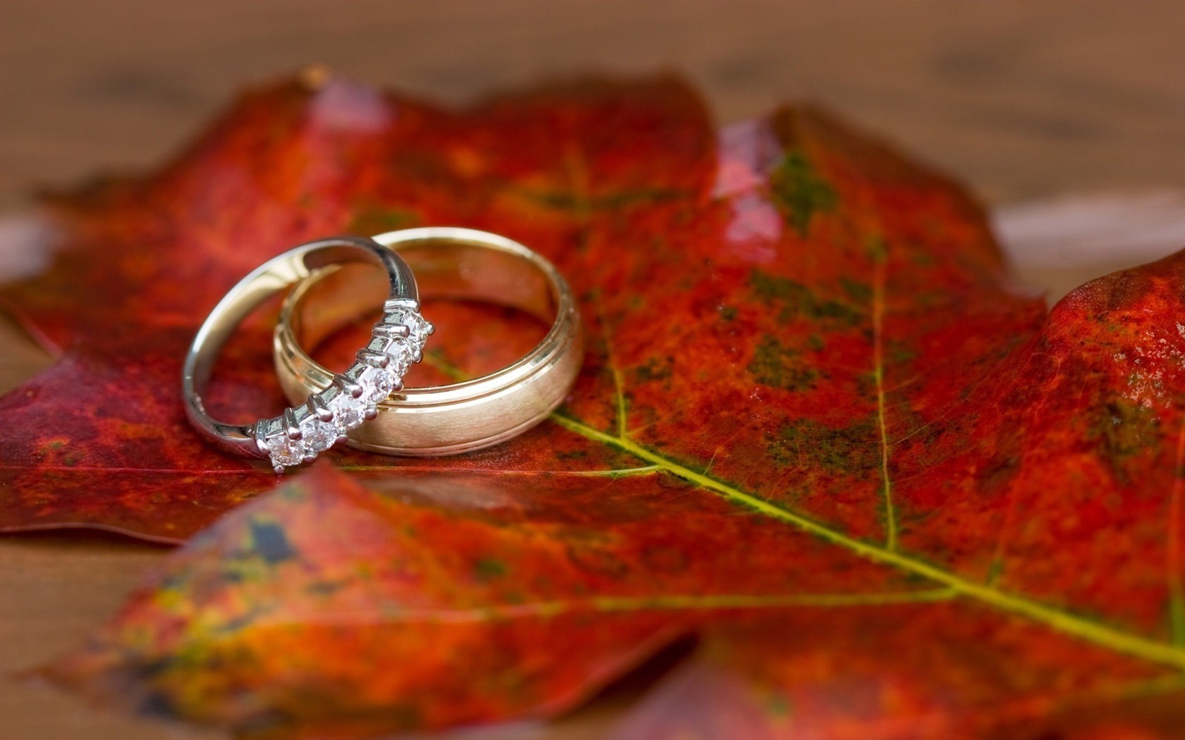Laden Sie das Ringe, Feiertage, Hochzeit-Bild kostenlos auf Ihren PC-Desktop herunter