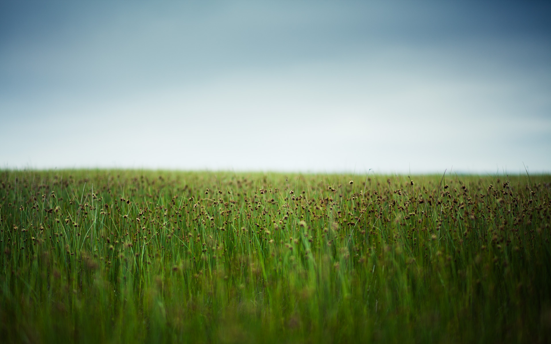 Free download wallpaper Nature, Grass, Horizon, Earth, Field on your PC desktop