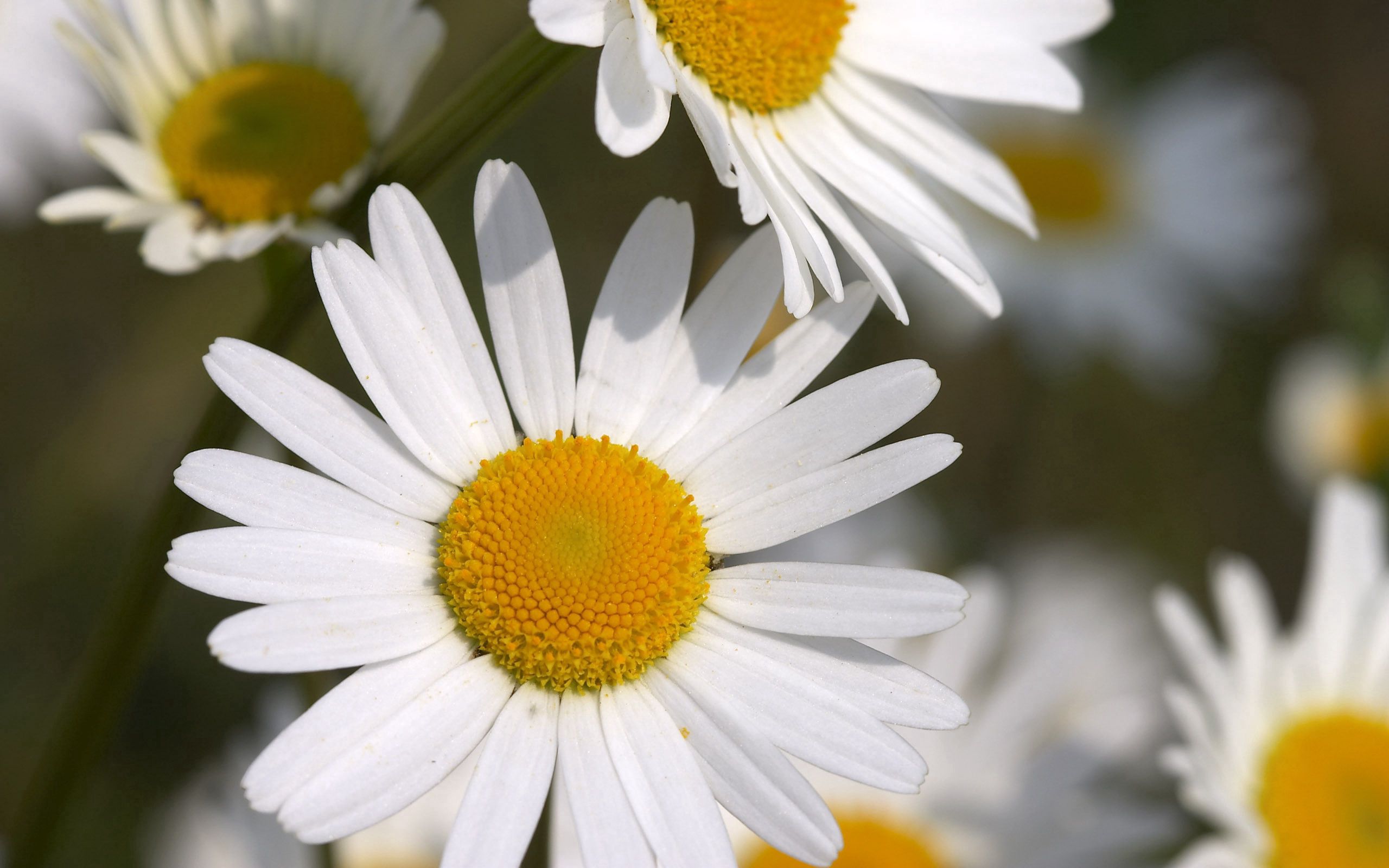 Download mobile wallpaper Field, Petals, Macro, Flowers, Camomile for free.