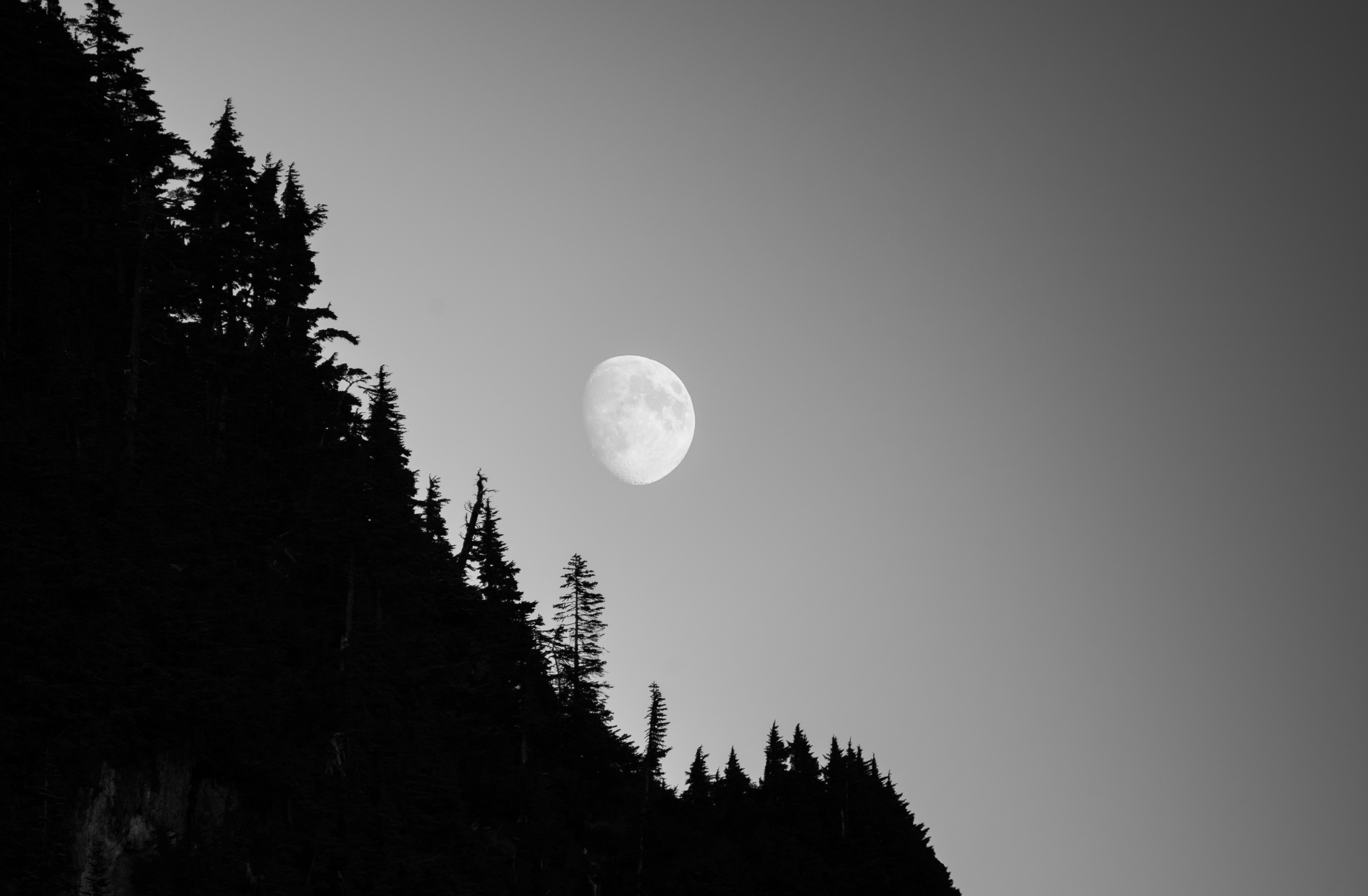 Free download wallpaper Nature, Forest, Trees, Night, Dark, Moon on your PC desktop