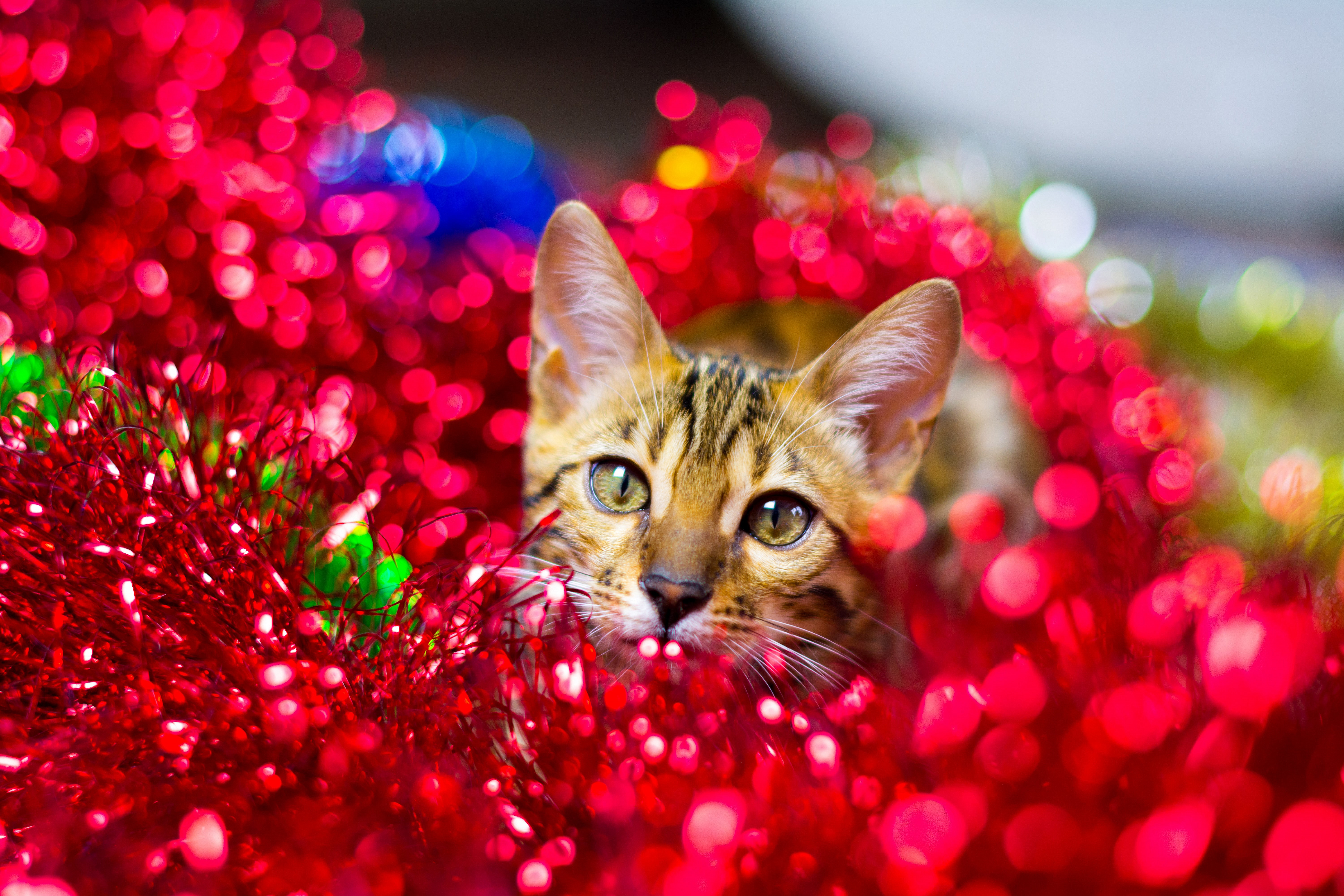 Handy-Wallpaper Tiere, Katzen, Katze, Bokeh kostenlos herunterladen.