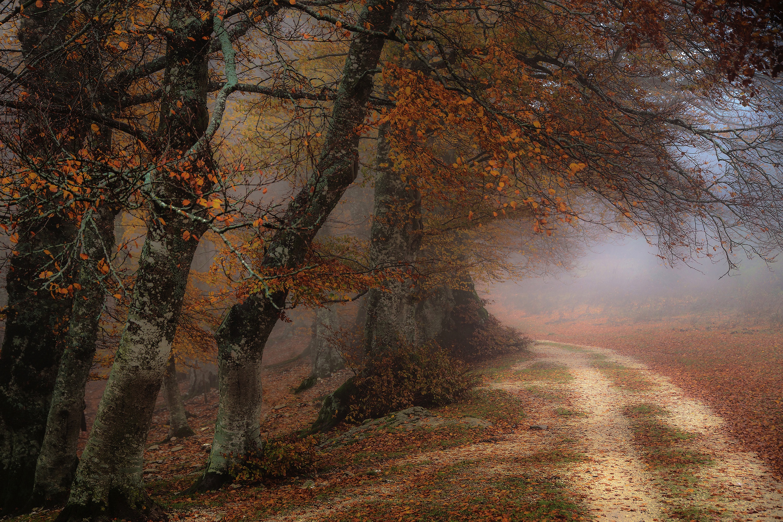 Download mobile wallpaper Nature, Tree, Fog, Fall, Earth, Dirt Road for free.