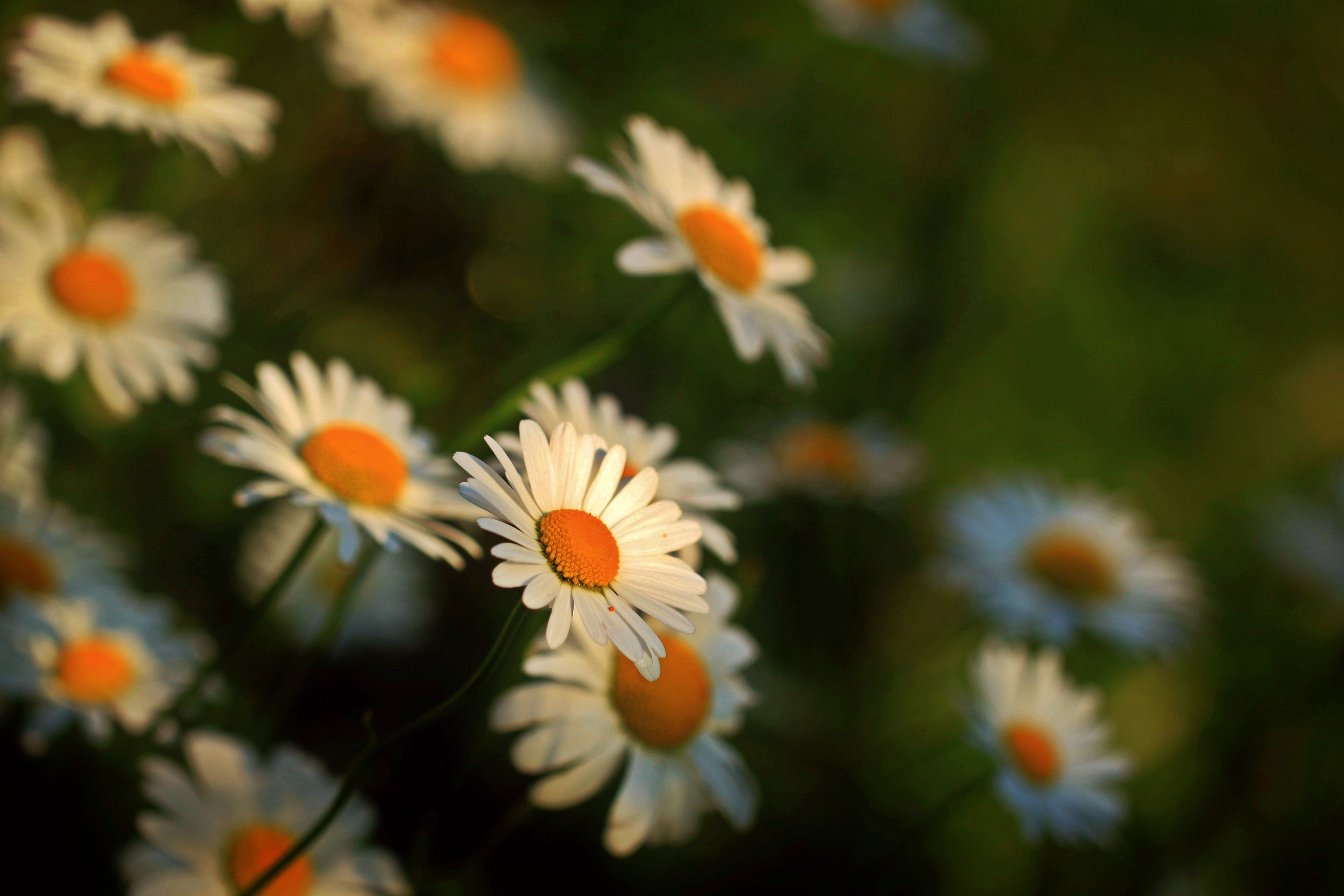 Download mobile wallpaper Nature, Flowers, Flower, Blur, Earth, Daisy, White Flower for free.