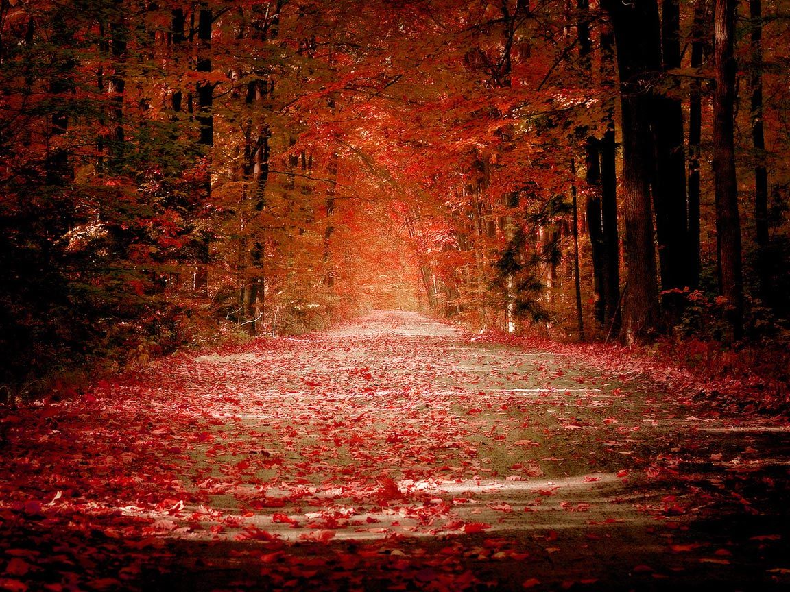 Скачать картинку Деревья, Листья, Пейзаж, Осень в телефон бесплатно.