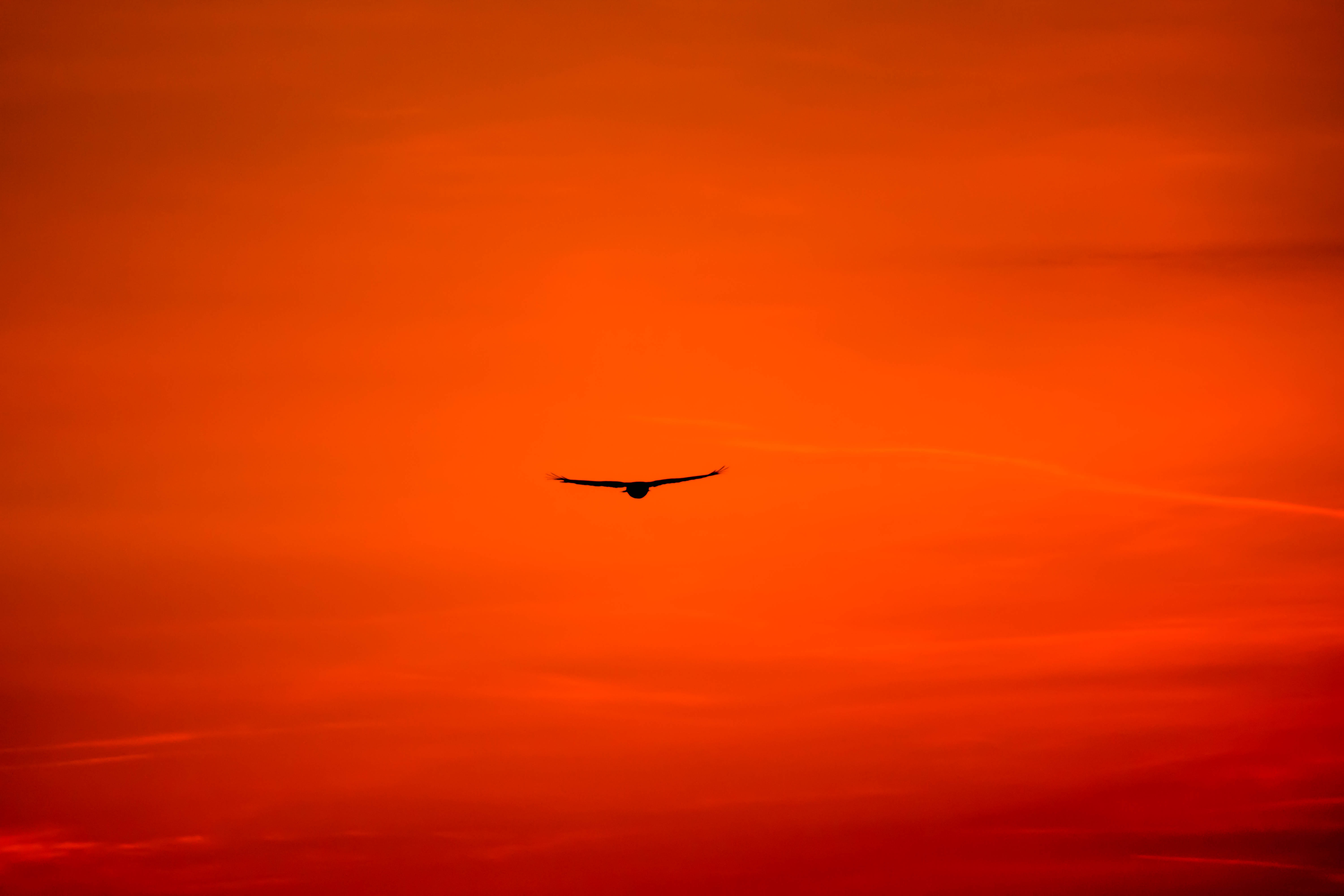 orange, minimalism, hawk, sky, bright, bird, predator, flight, wings, buzzard