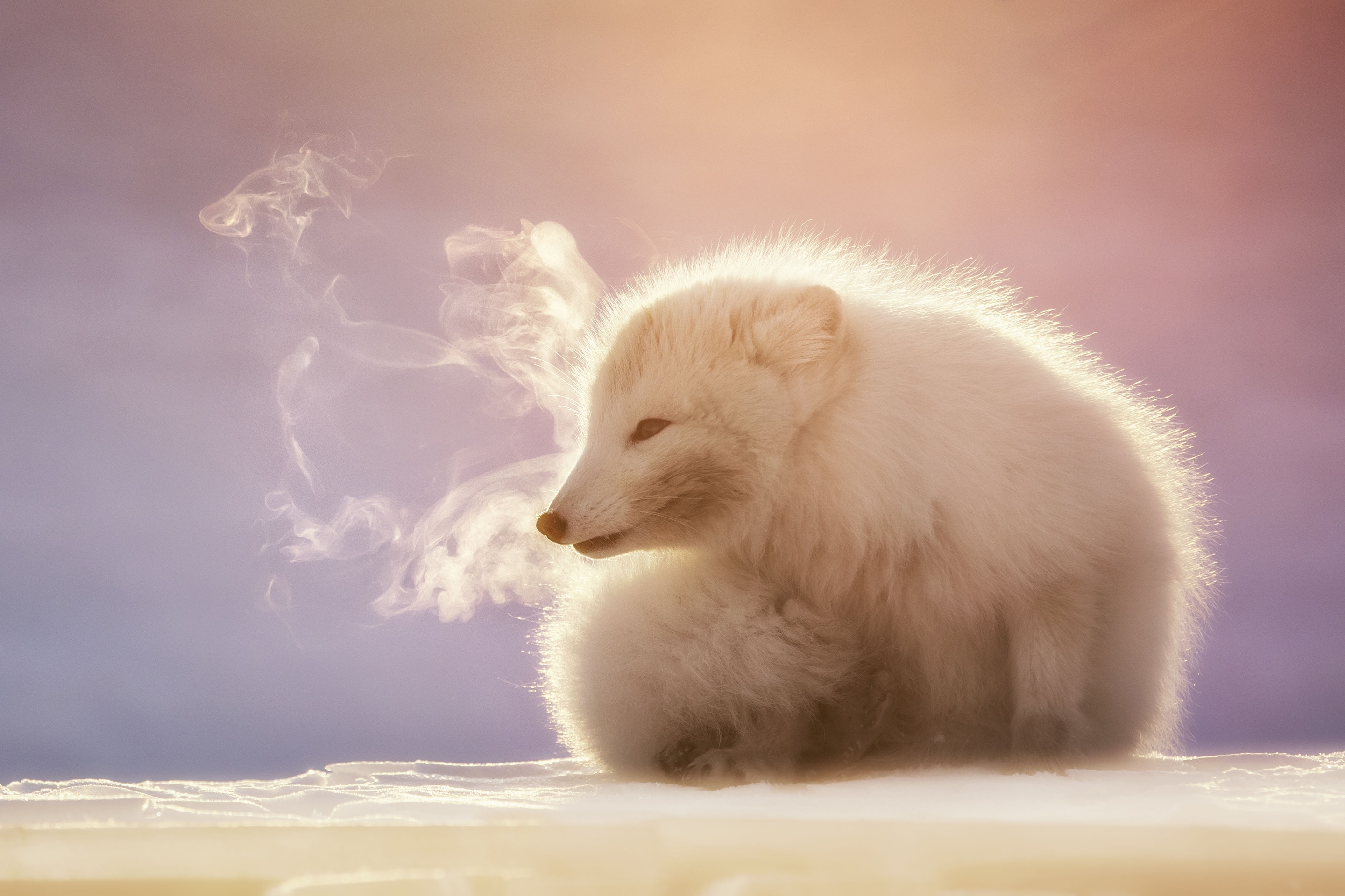 Download mobile wallpaper Dogs, Animal, Arctic Fox for free.