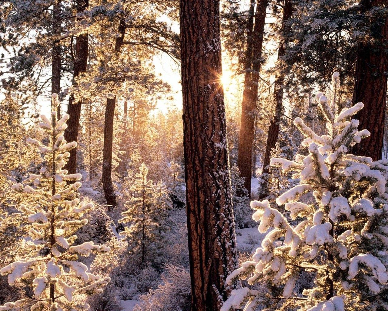 無料モバイル壁紙自然, 木, 雪, 森林, サン, 木材, 森, 冬, 朝をダウンロードします。