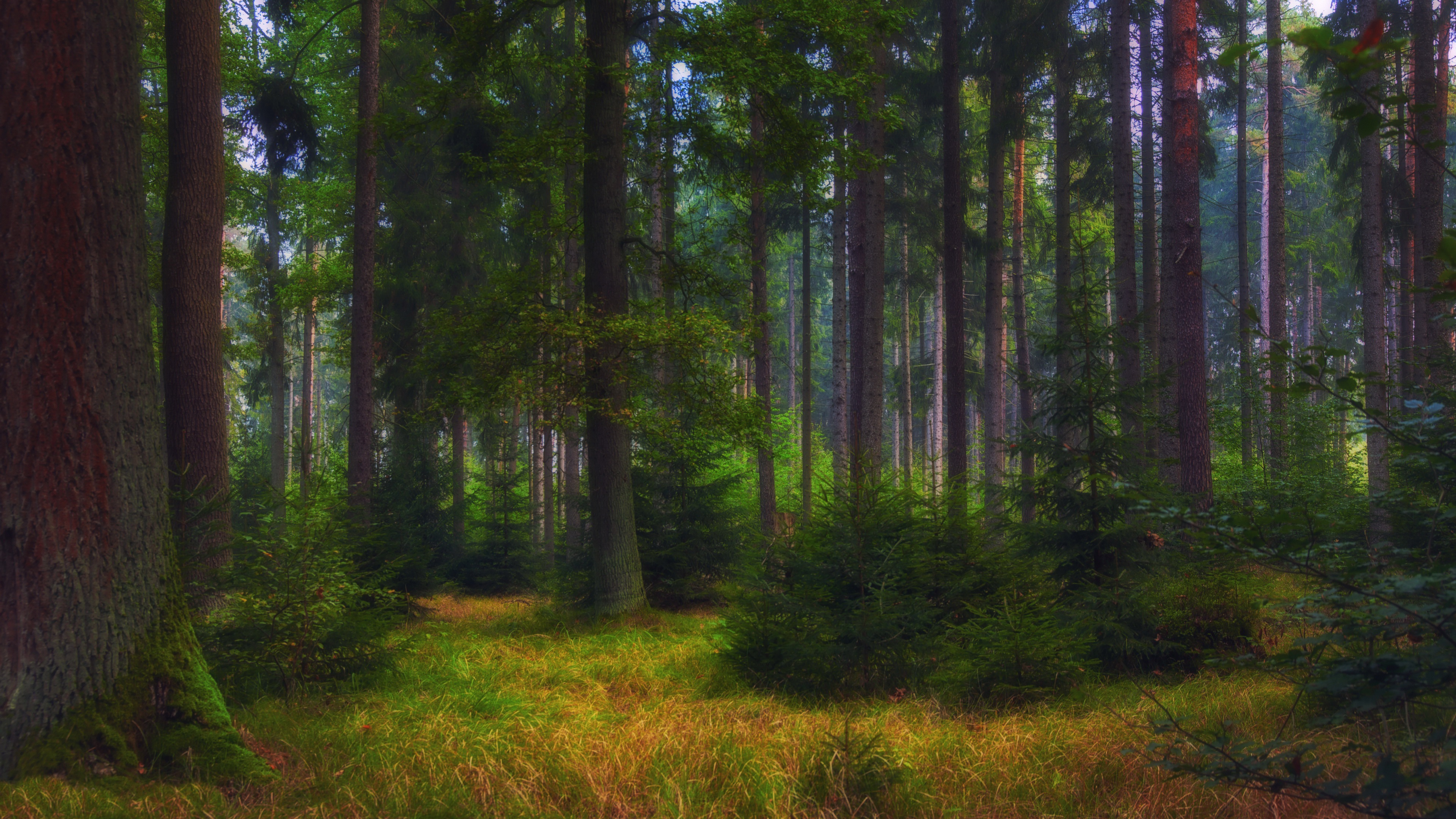Téléchargez gratuitement l'image Forêt, Tronc, La Nature, Terre/nature sur le bureau de votre PC