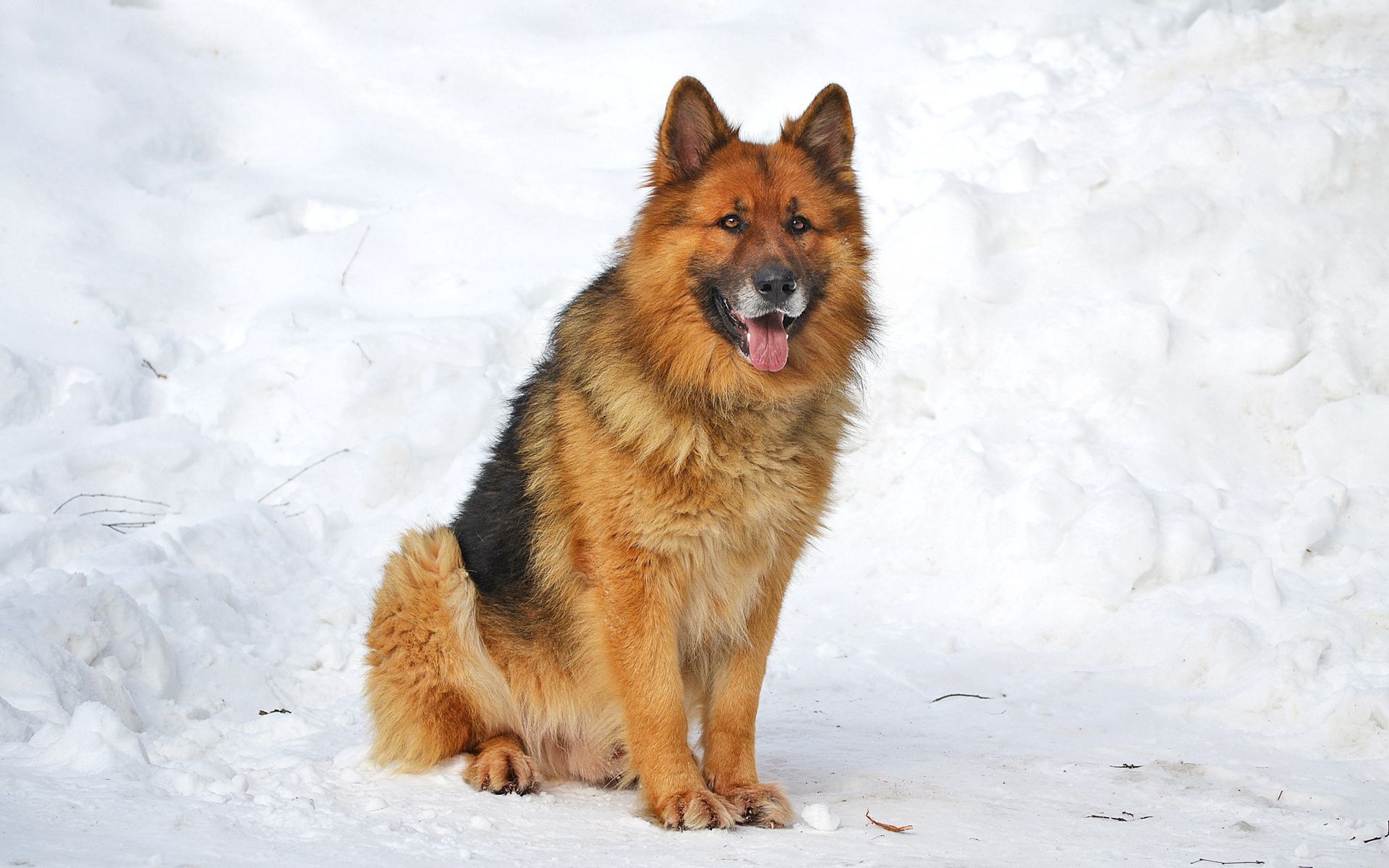 PCデスクトップに動物, 冬, 雪, 座る, 犬画像を無料でダウンロード
