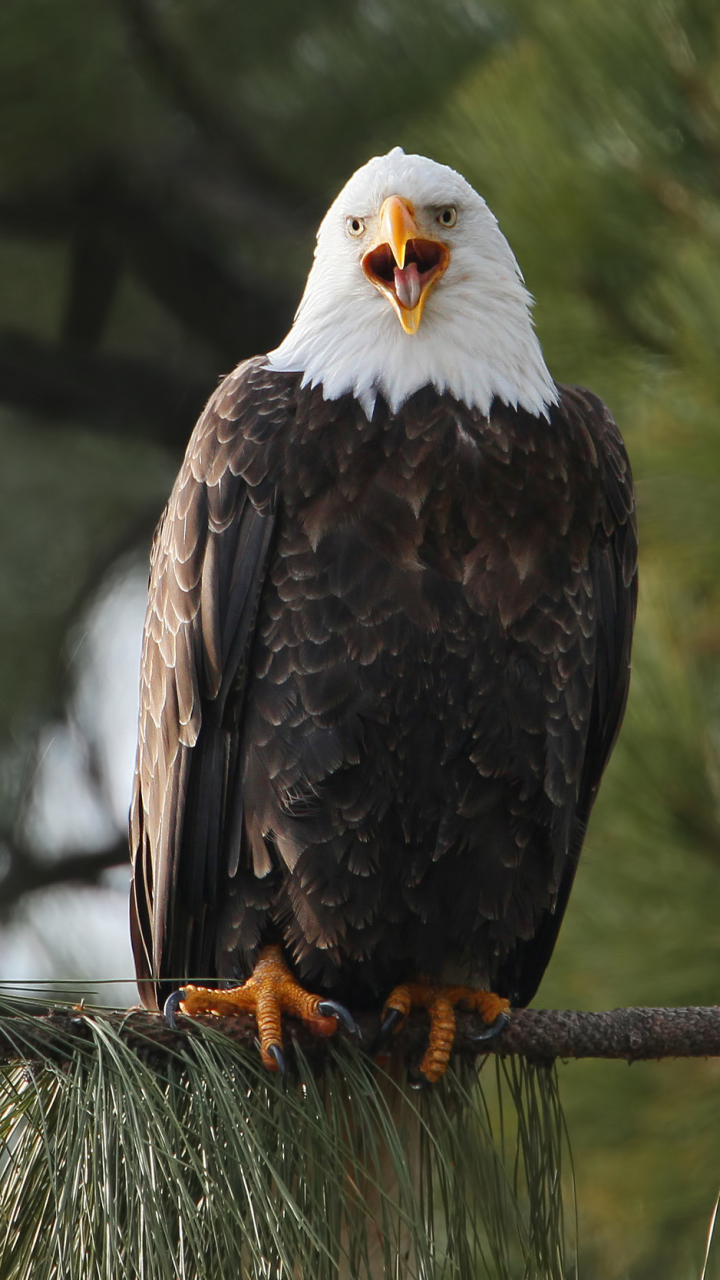 Handy-Wallpaper Tiere, Vögel, Weißkopfseeadler kostenlos herunterladen.