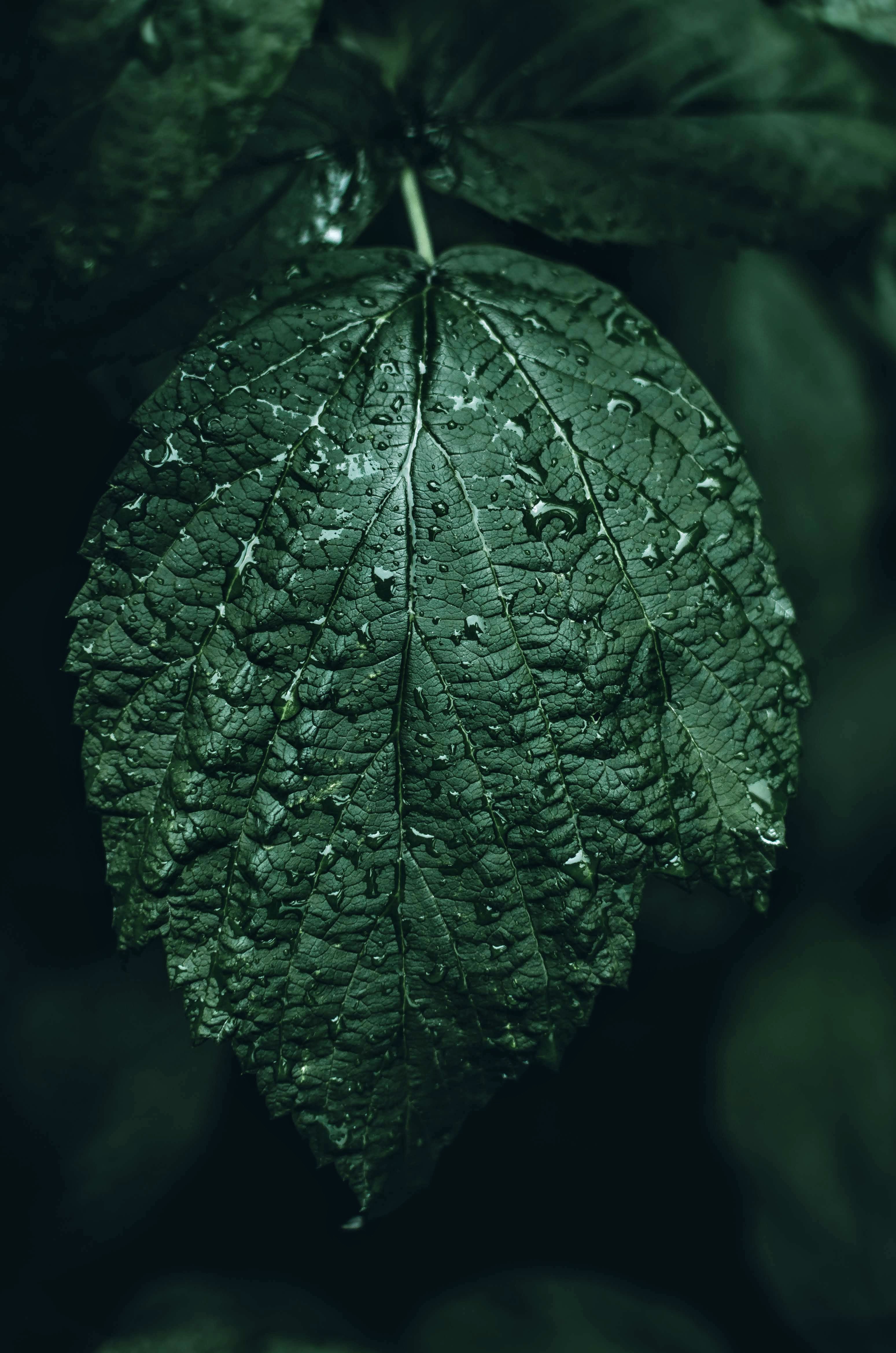 Download mobile wallpaper Smooth, Close Up, Sheet, Macro, Leaf, Drops, Blur for free.