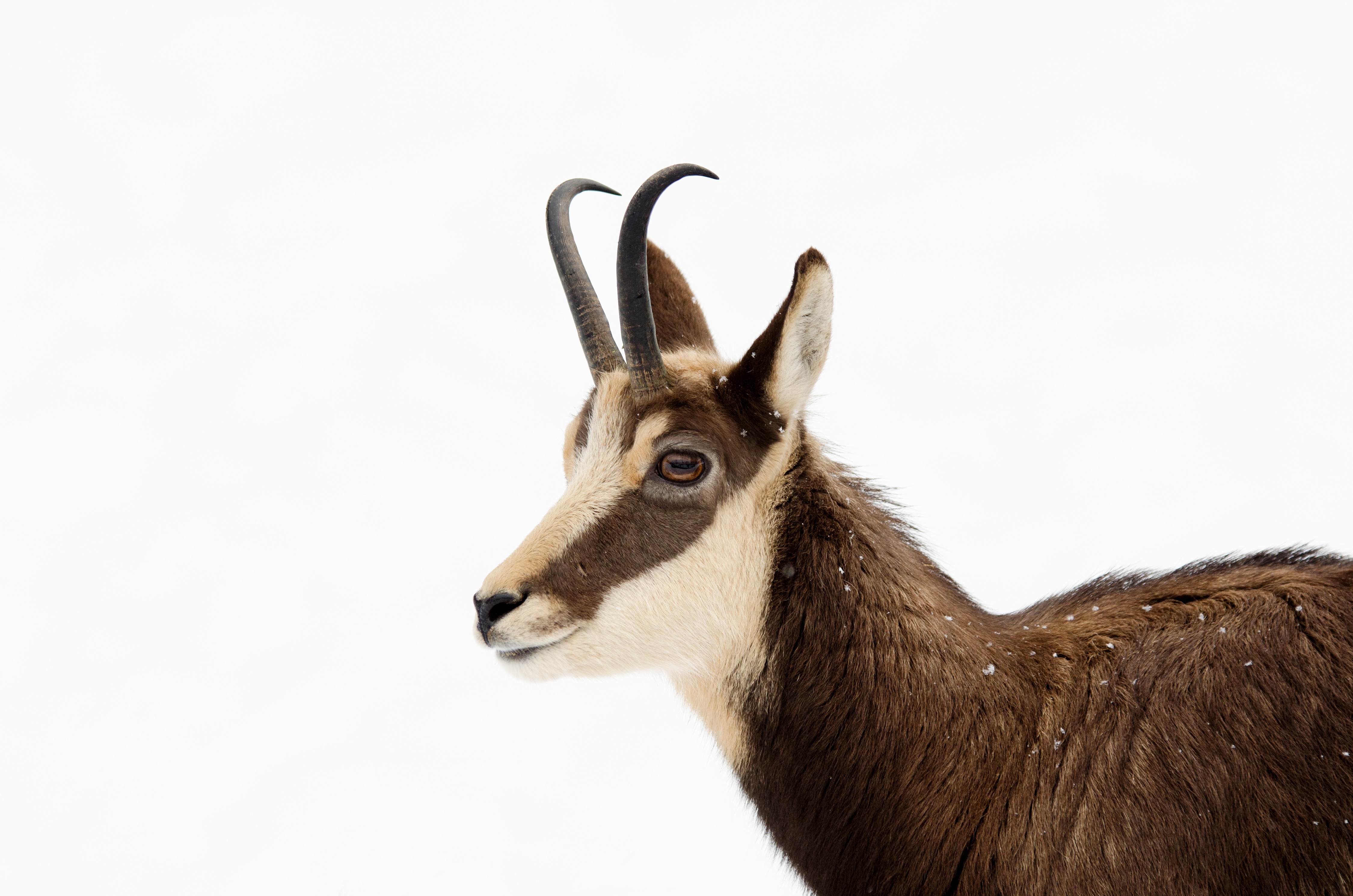 animal, antelope, chamois