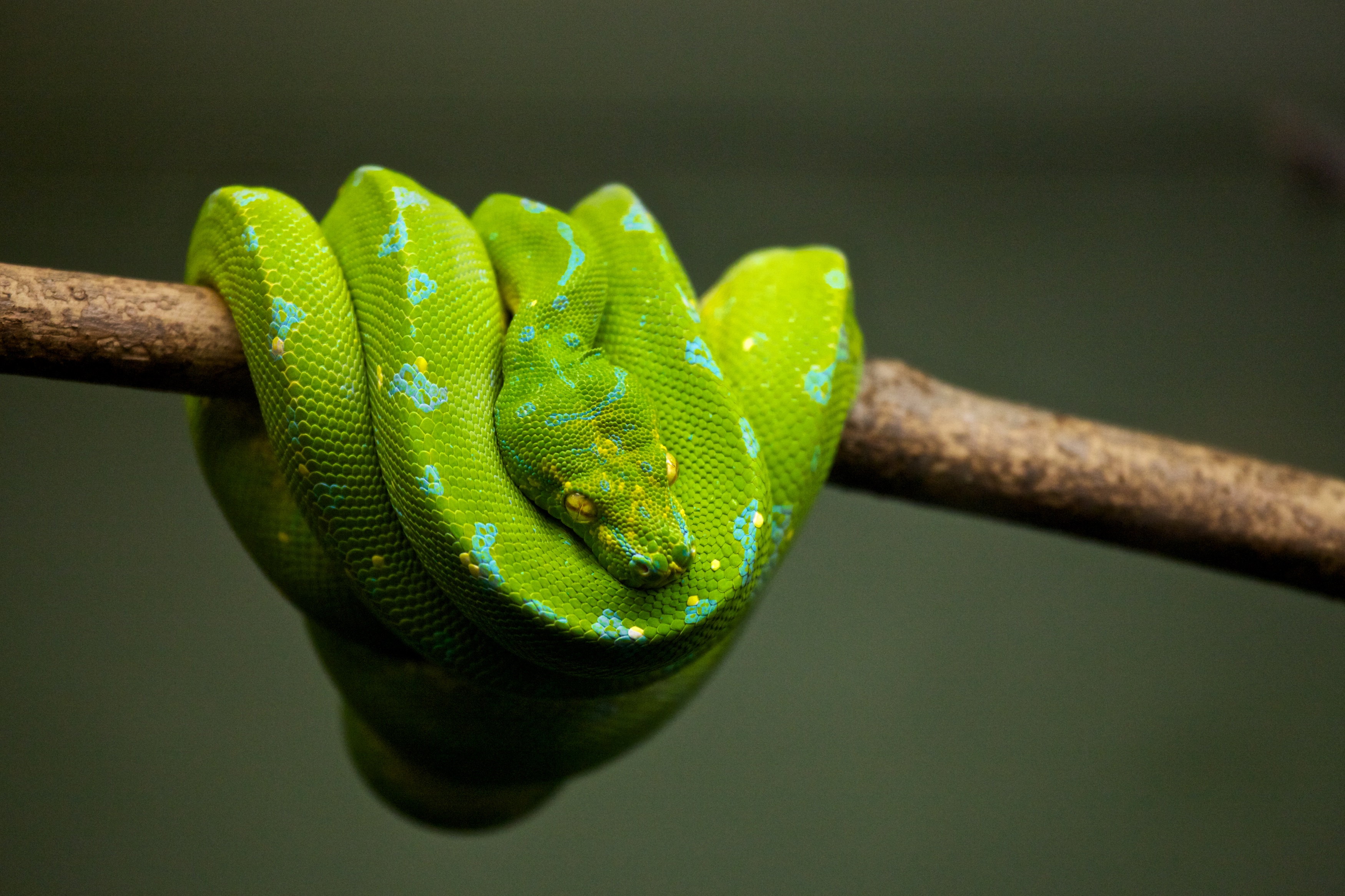 Laden Sie das Tiere, Reptil, Schlange, Reptilien, Python-Bild kostenlos auf Ihren PC-Desktop herunter