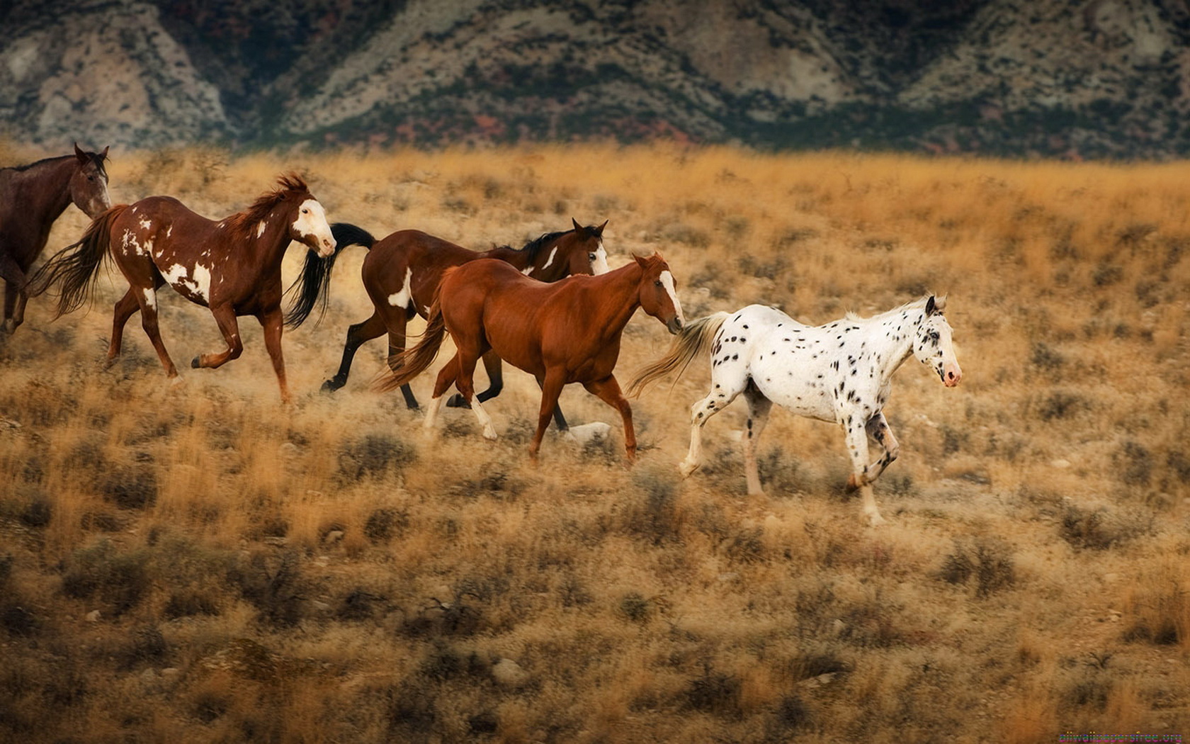 Téléchargez gratuitement l'image Animaux, Cheval sur le bureau de votre PC