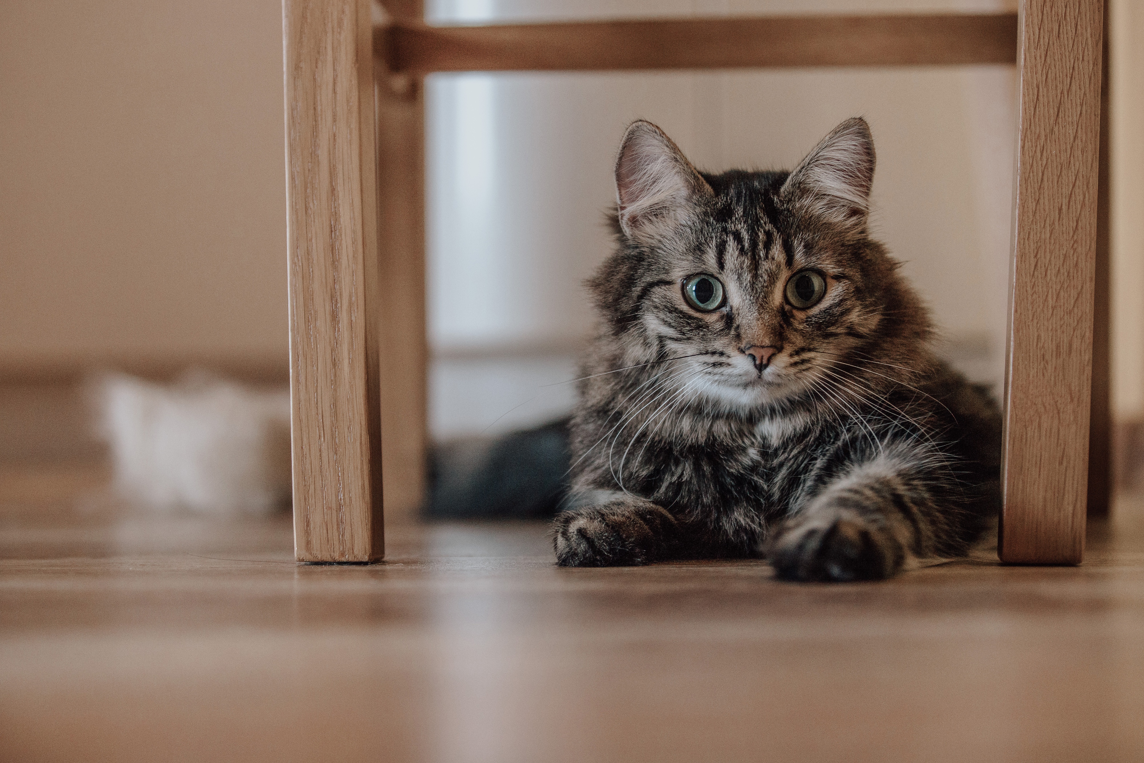 無料モバイル壁紙動物, ネコ, 猫をダウンロードします。