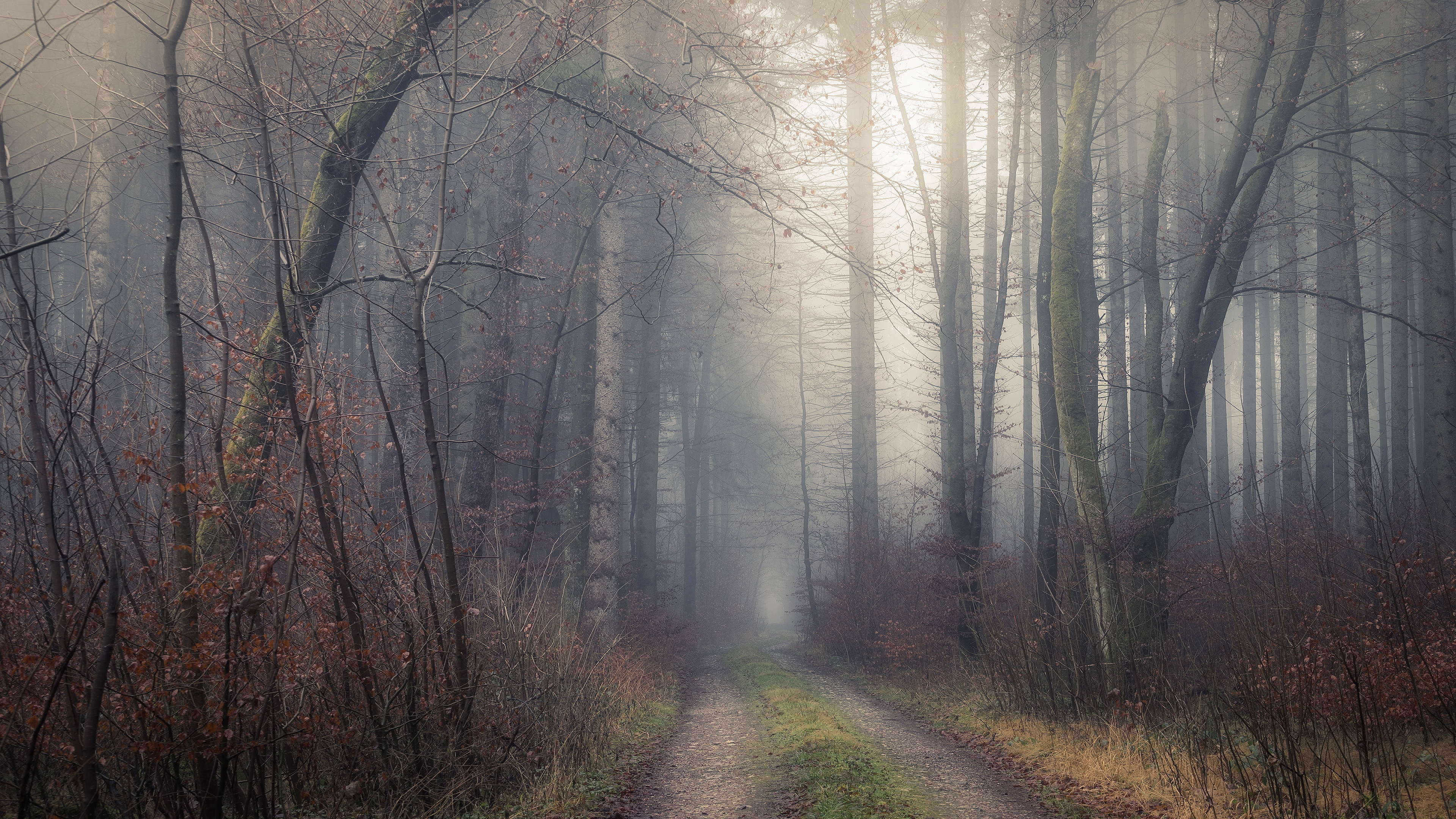 Download mobile wallpaper Forest, Fog, Fall, Path, Morning, Man Made for free.