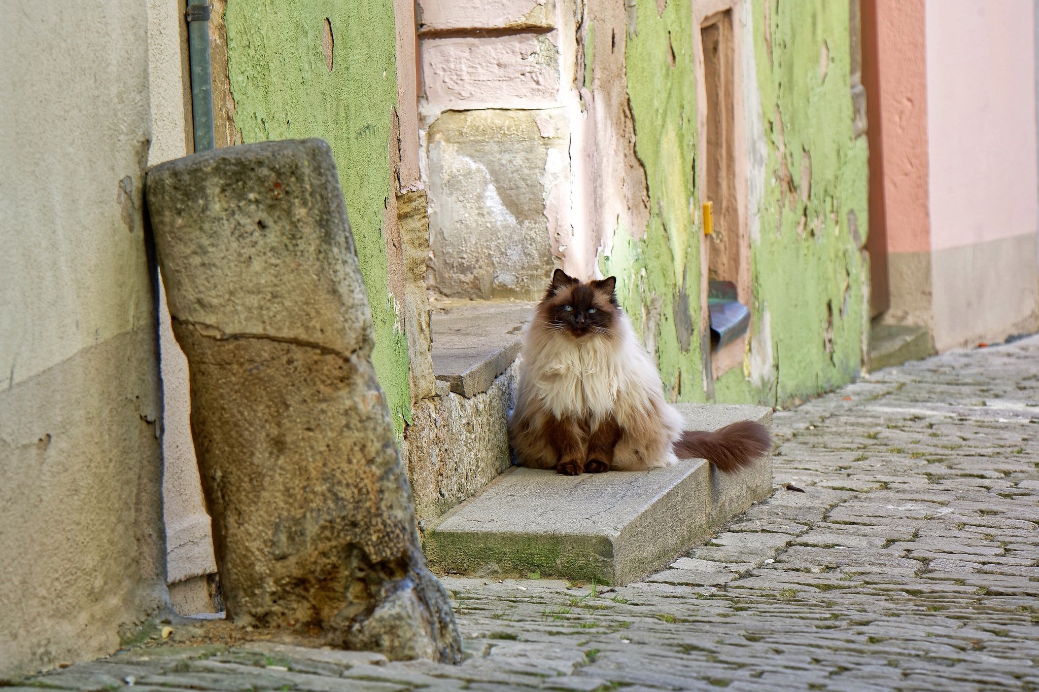 485749 Protetores de tela e papéis de parede Gatos em seu telefone. Baixe  fotos gratuitamente