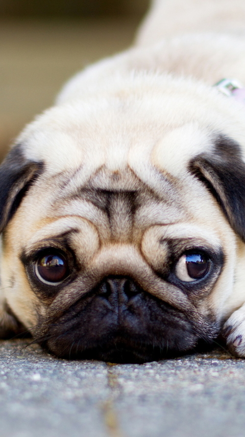 Download mobile wallpaper Dogs, Animal, Pug for free.