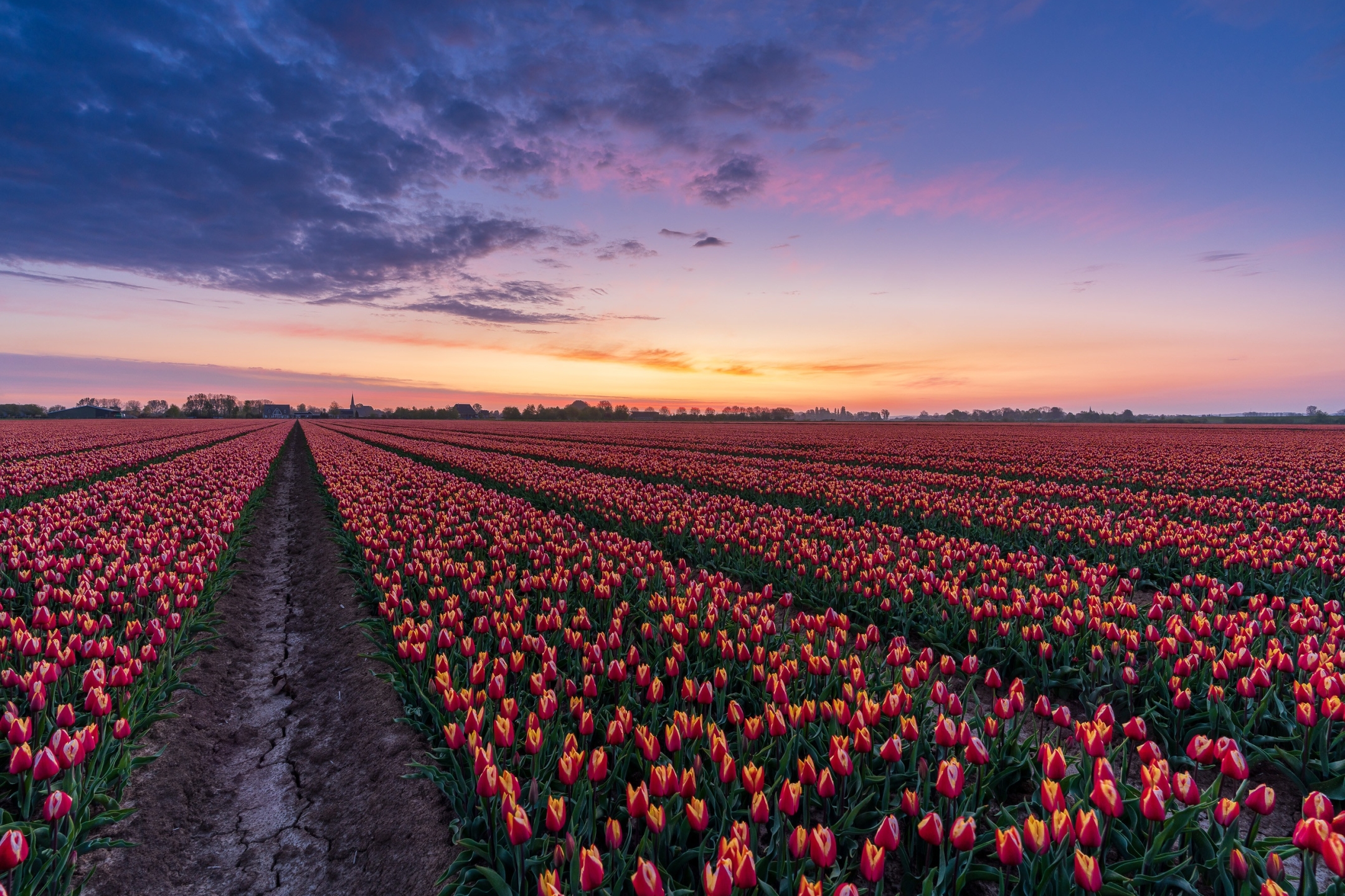 Free download wallpaper Flowers, Dawn, Flower, Earth, Field, Tulip, Netherlands on your PC desktop