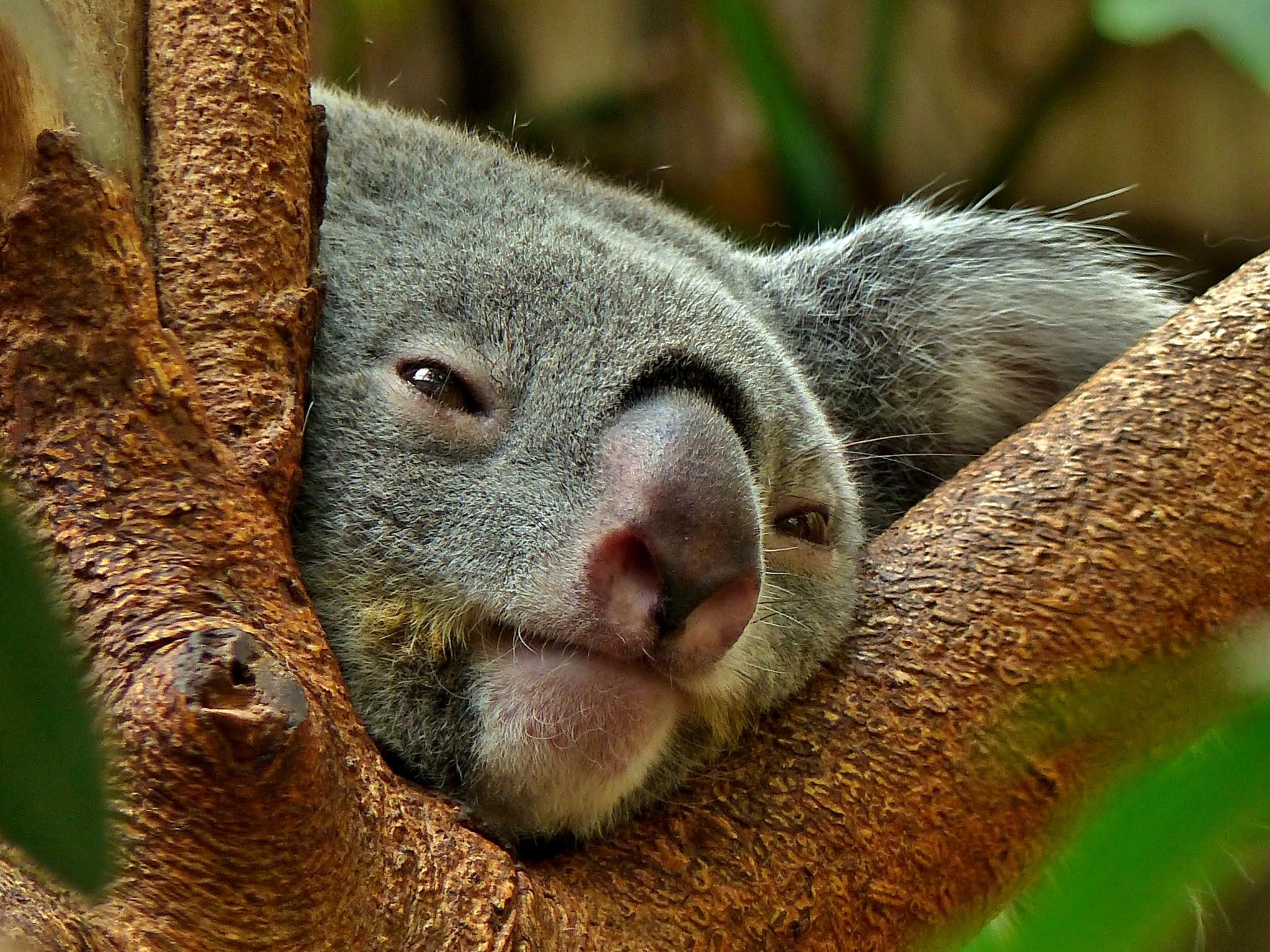 Handy-Wallpaper Tiere, Koala kostenlos herunterladen.