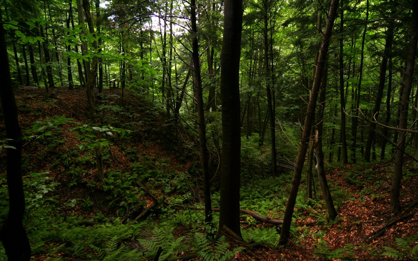 Laden Sie das Wald, Baum, Erde/natur-Bild kostenlos auf Ihren PC-Desktop herunter