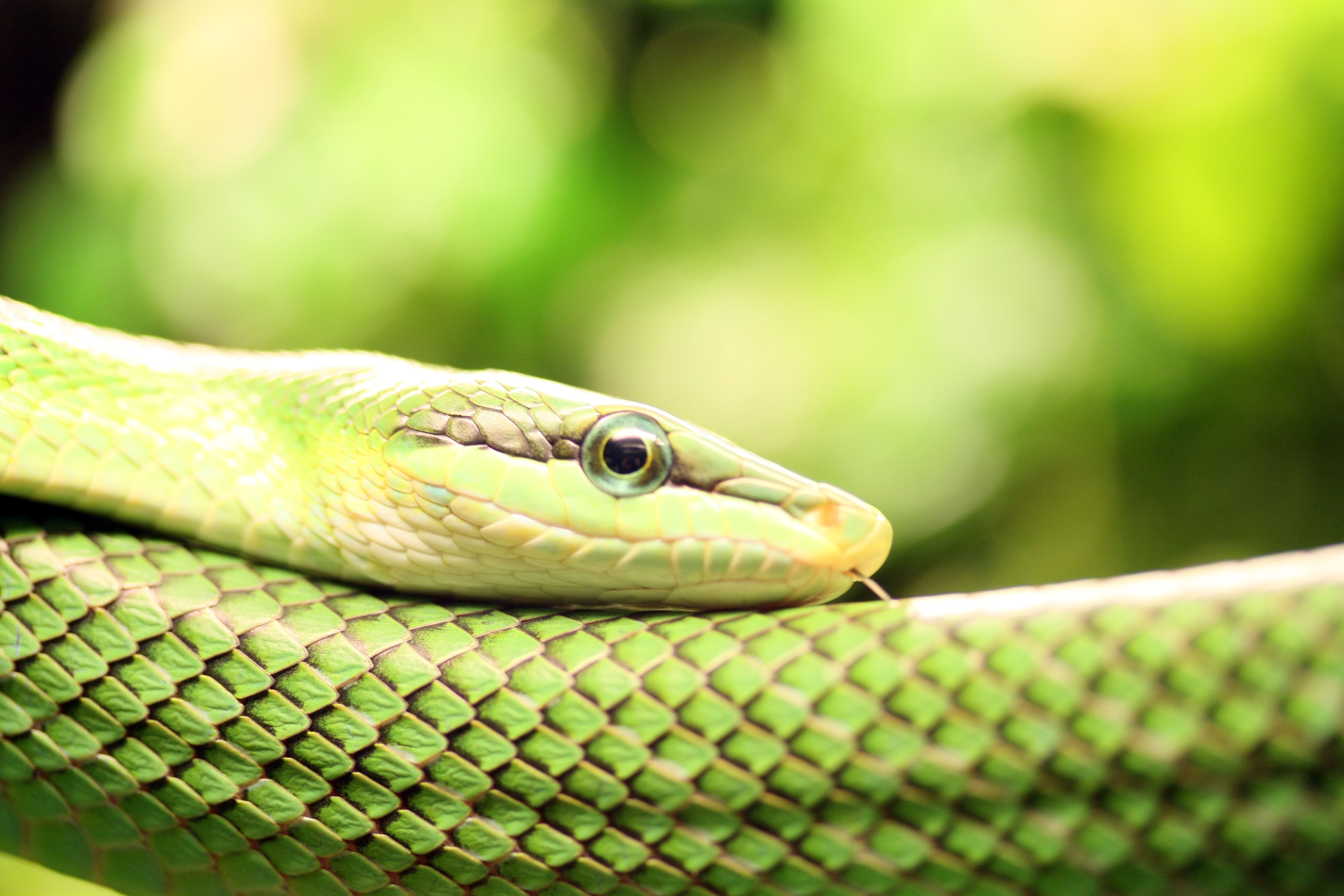 Téléchargez des papiers peints mobile Serpent Vert Lisse, Reptiles, Animaux gratuitement.