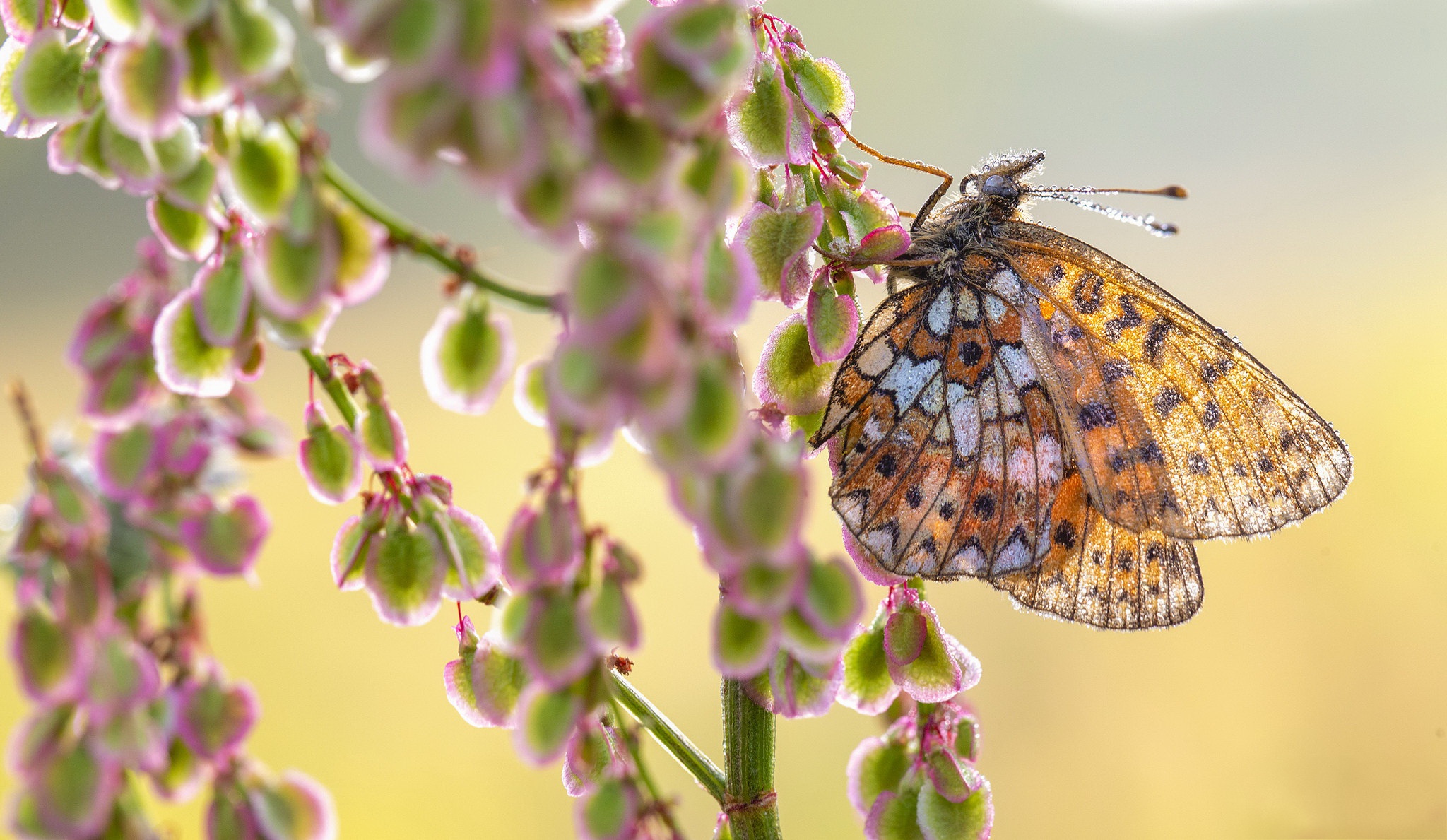 Free download wallpaper Flower, Macro, Insect, Butterfly, Animal on your PC desktop