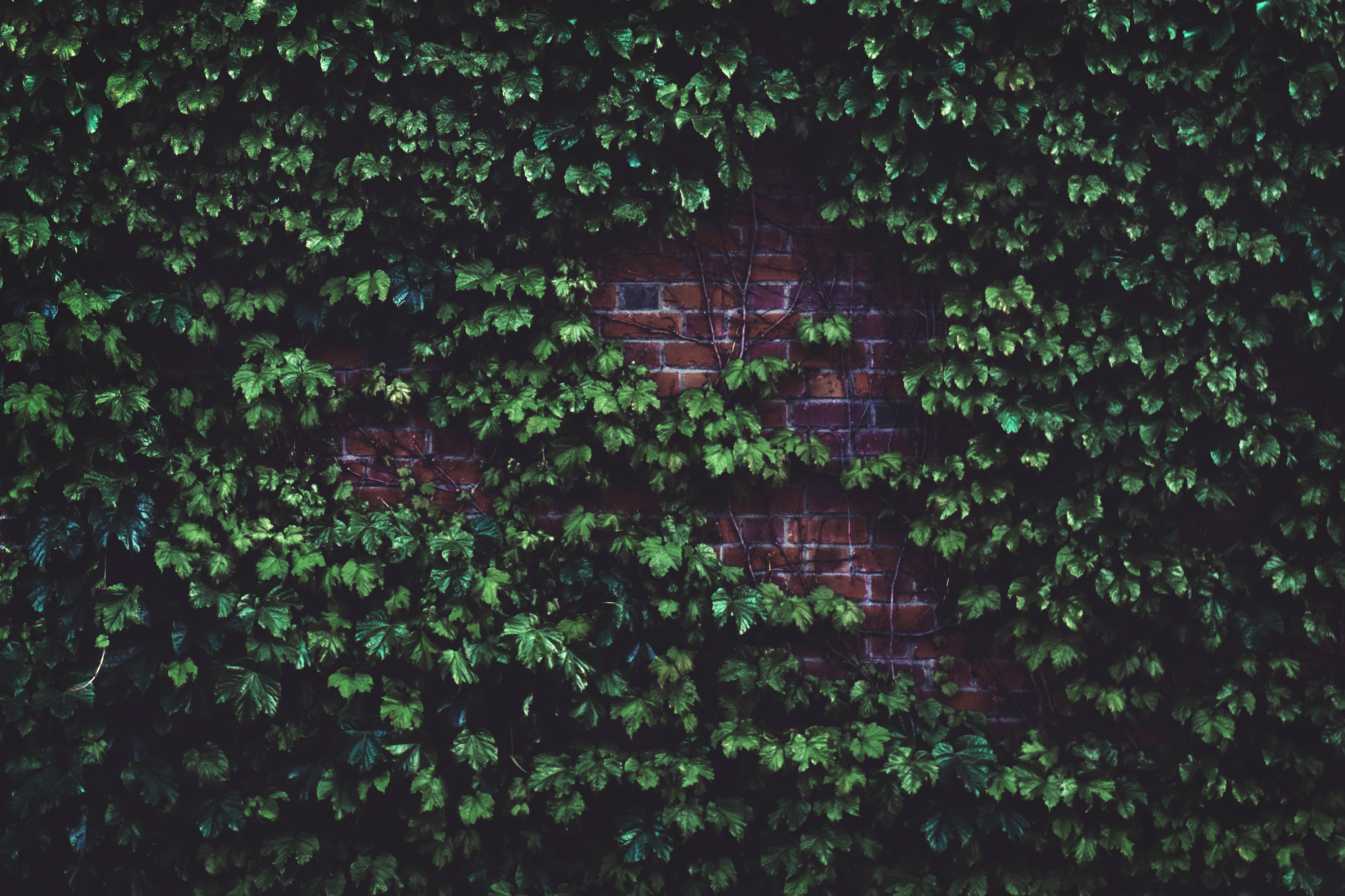 brick wall, leaves, plant, miscellanea, miscellaneous