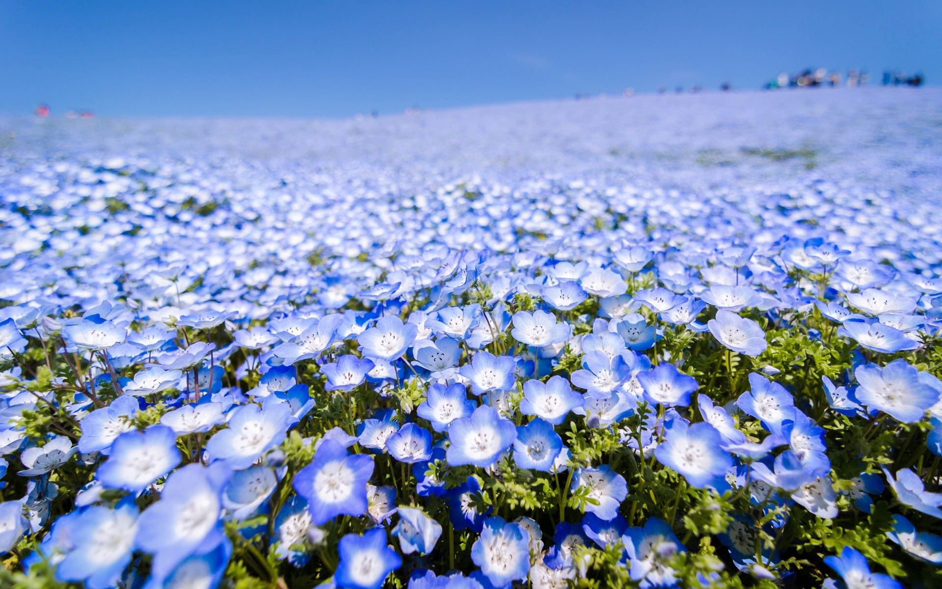 Descarga gratis la imagen Flores, Flor, Tierra/naturaleza en el escritorio de tu PC