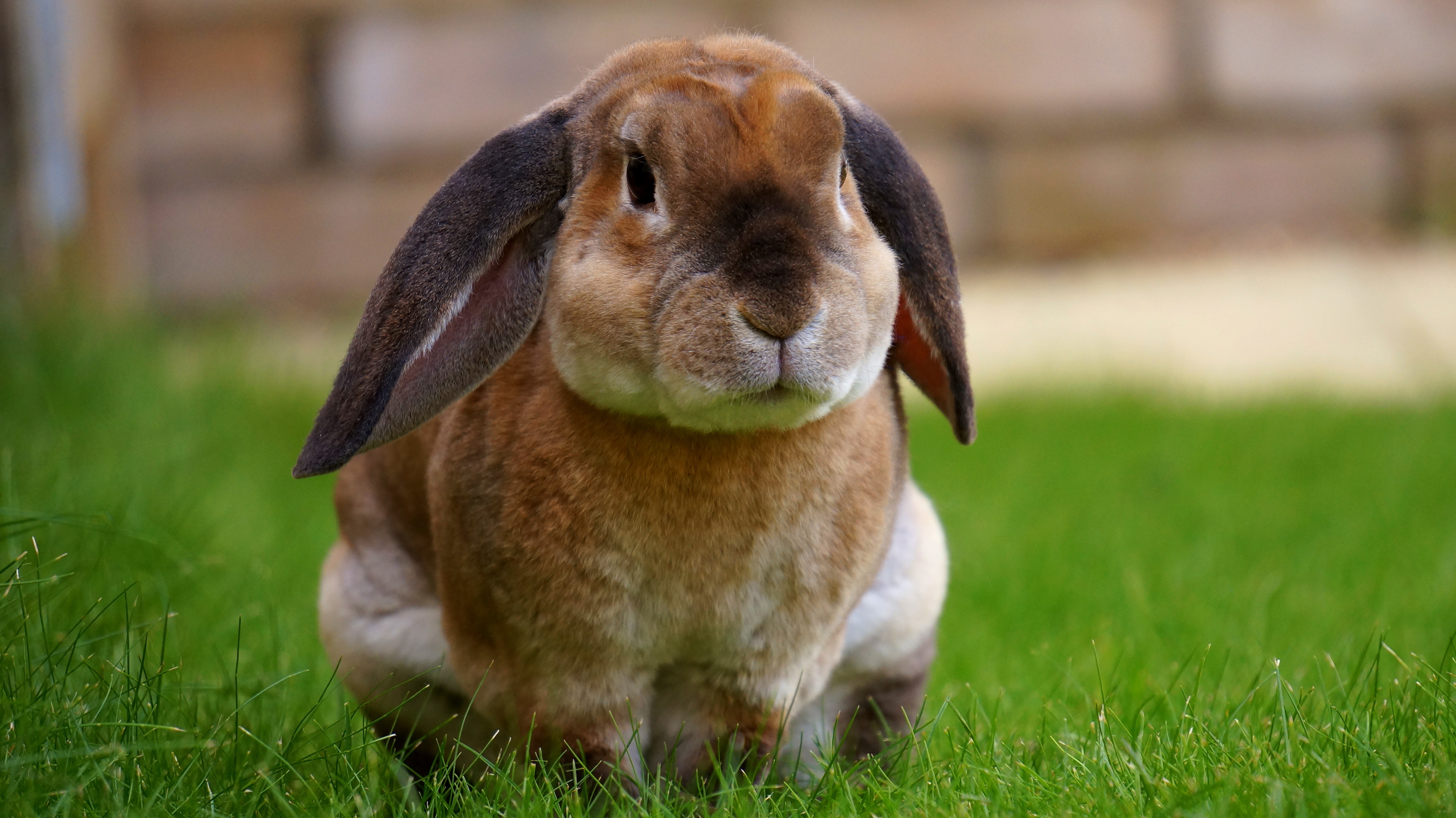 rabbit, bunny, animal, close up, cute